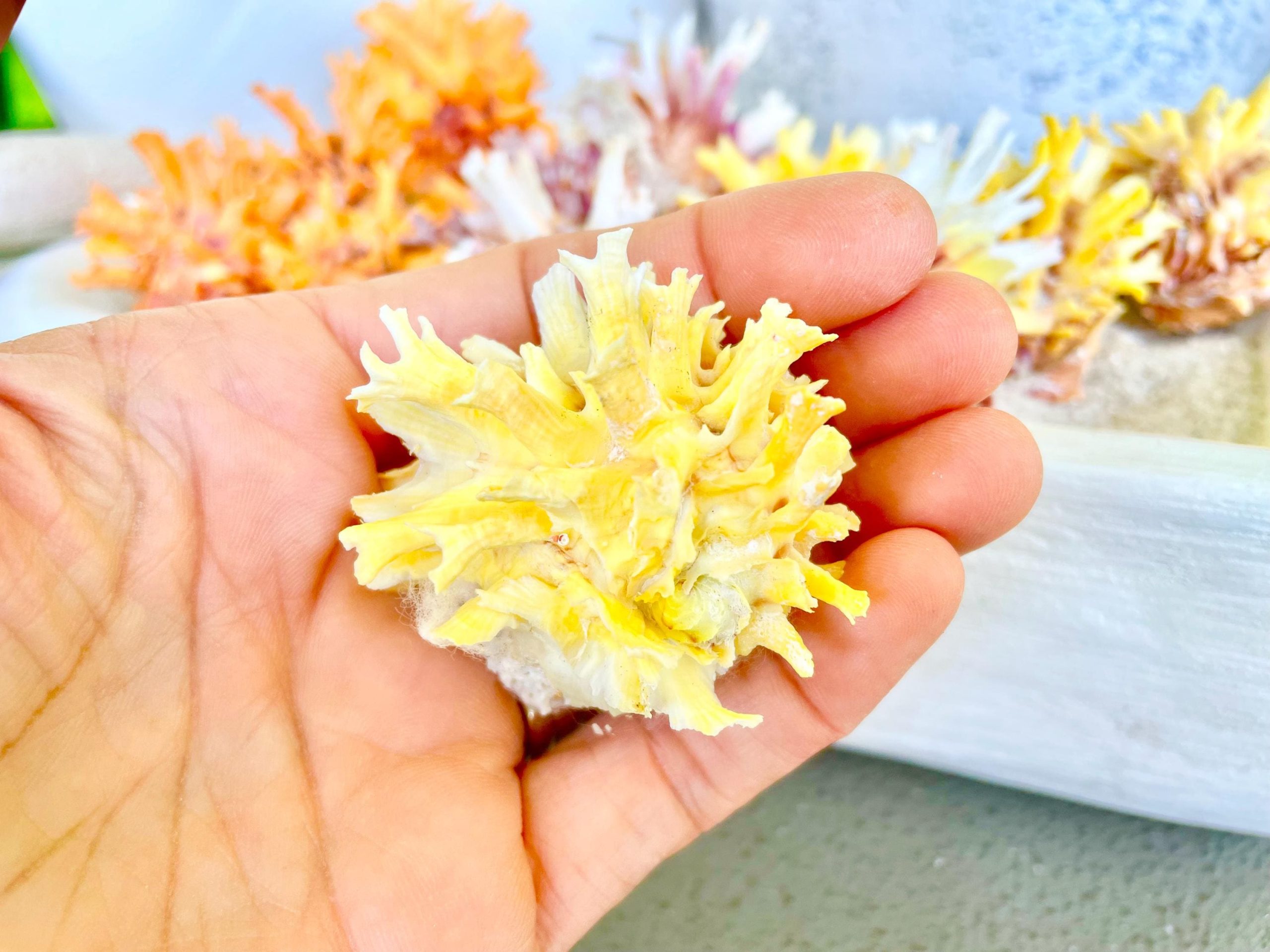 Spiny Jewel Box Seashell: 1-1.5" Orange, Yellow, Pink Coastal Décor - Image 5