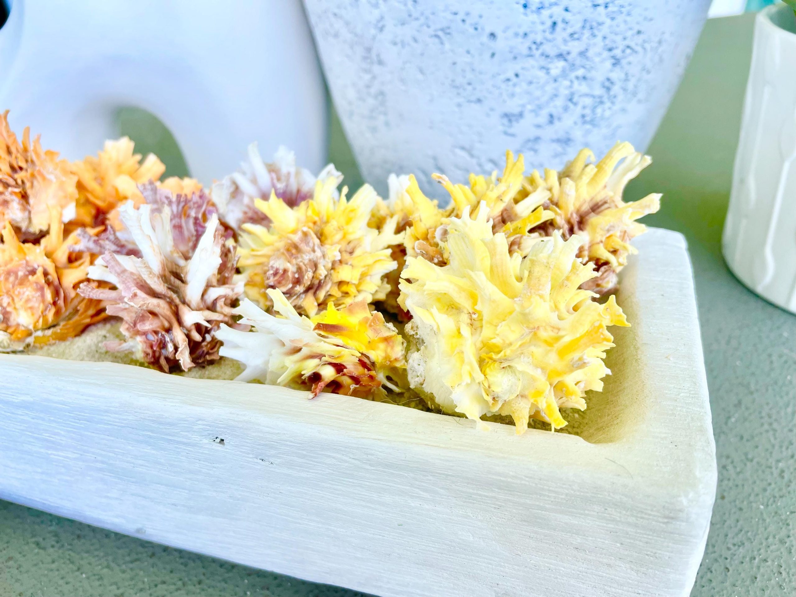 Spiny Jewel Box Seashell: 1-1.5" Orange, Yellow, Pink Coastal Décor - Image 7