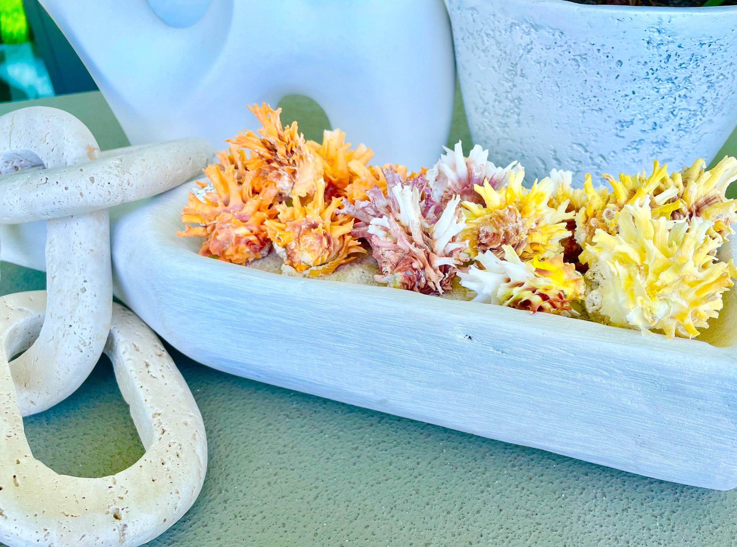 Spiny Jewel Box Seashell: 1-1.5" Orange, Yellow, Pink Coastal Décor - Image 9