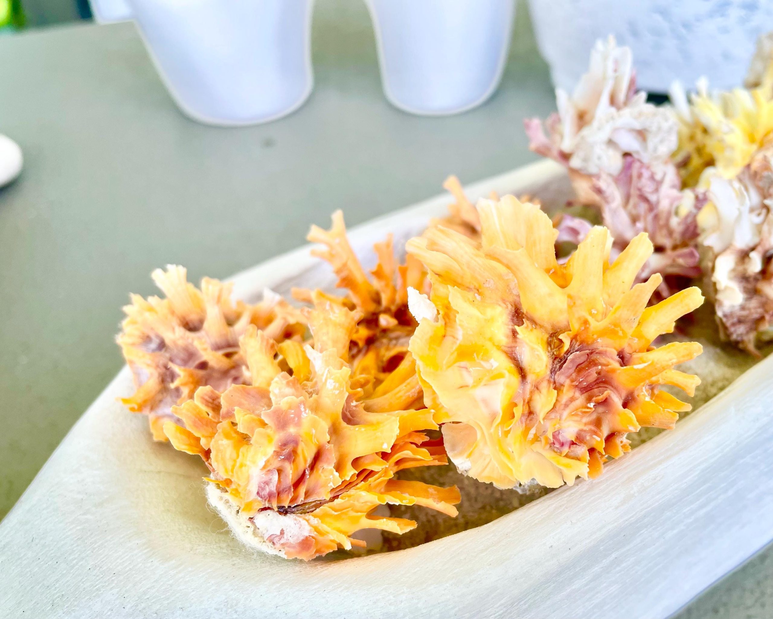 Spiny Jewel Box Seashell: 1-1.5" Orange, Yellow, Pink Coastal Décor - Image 10