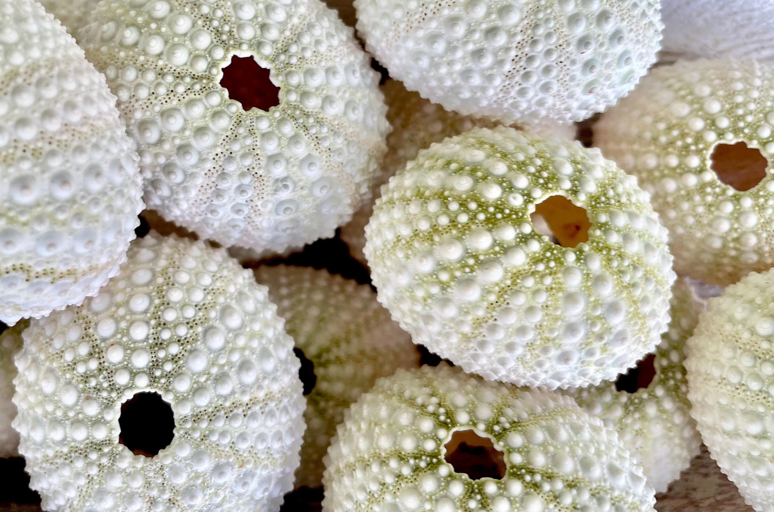 Light Green Sea Urchins (1.5-2.5") Natural Coastal Décor, Air Plant Holders - Image 6