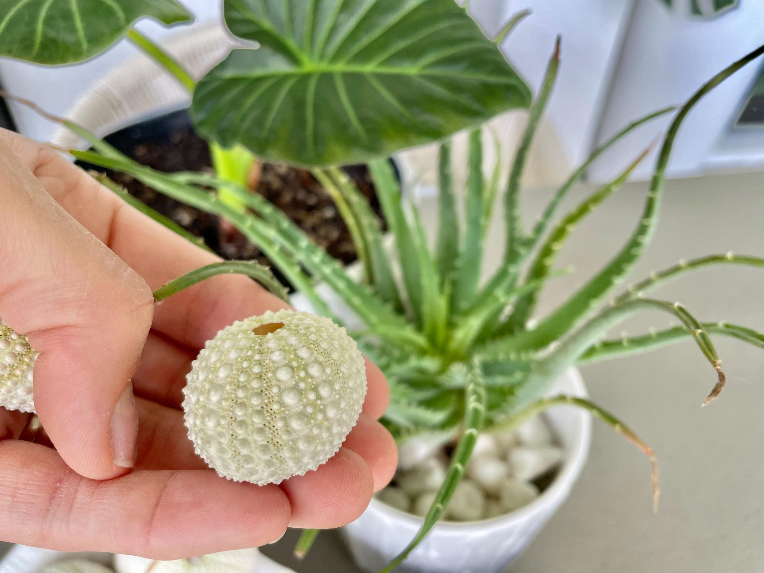 Light Green Sea Urchins (1.5-2.5") Natural Coastal Décor, Air Plant Holders - Image 4