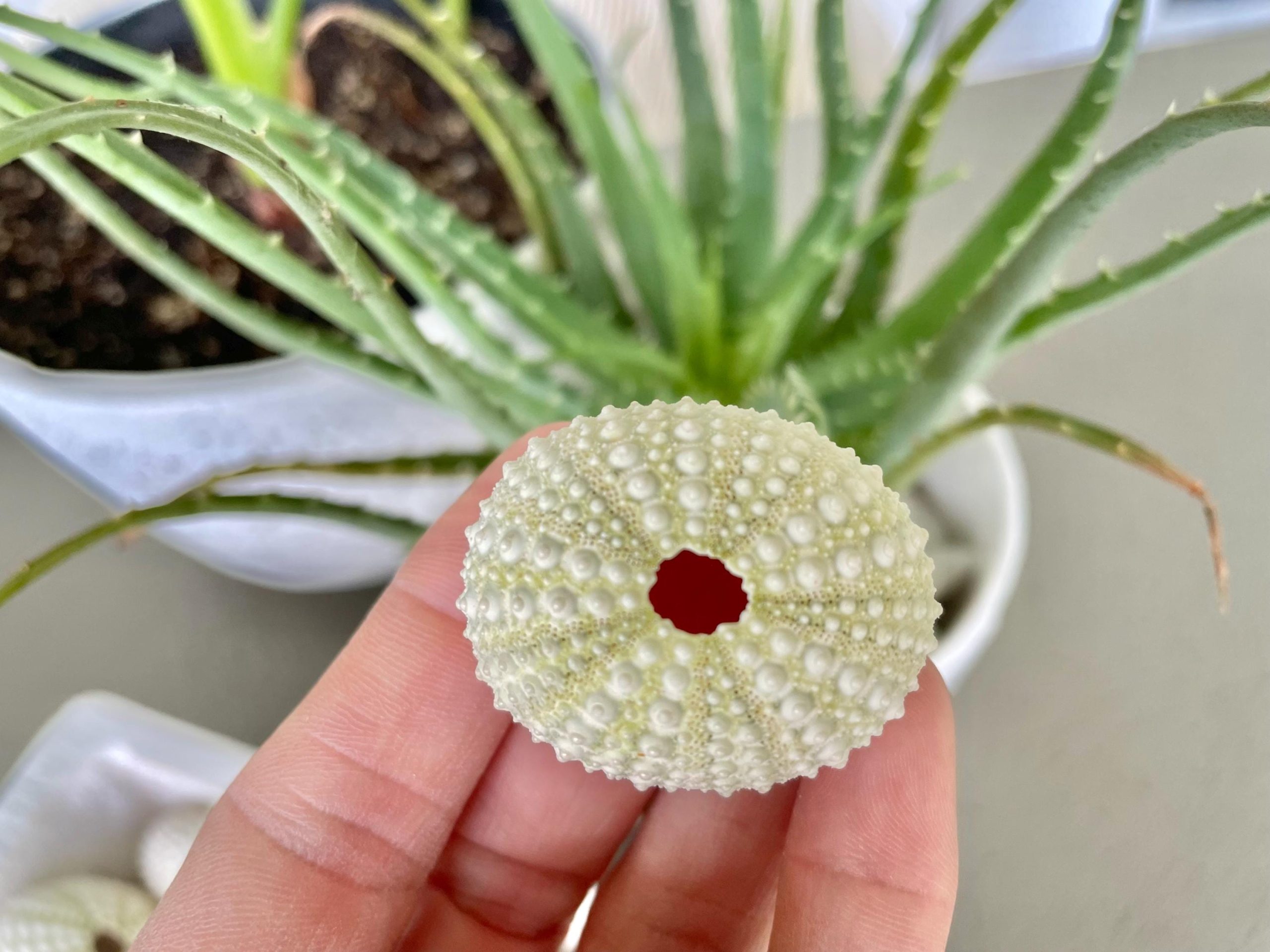 Light Green Sea Urchins (1.5-2.5") Natural Coastal Décor, Air Plant Holders - Image 5