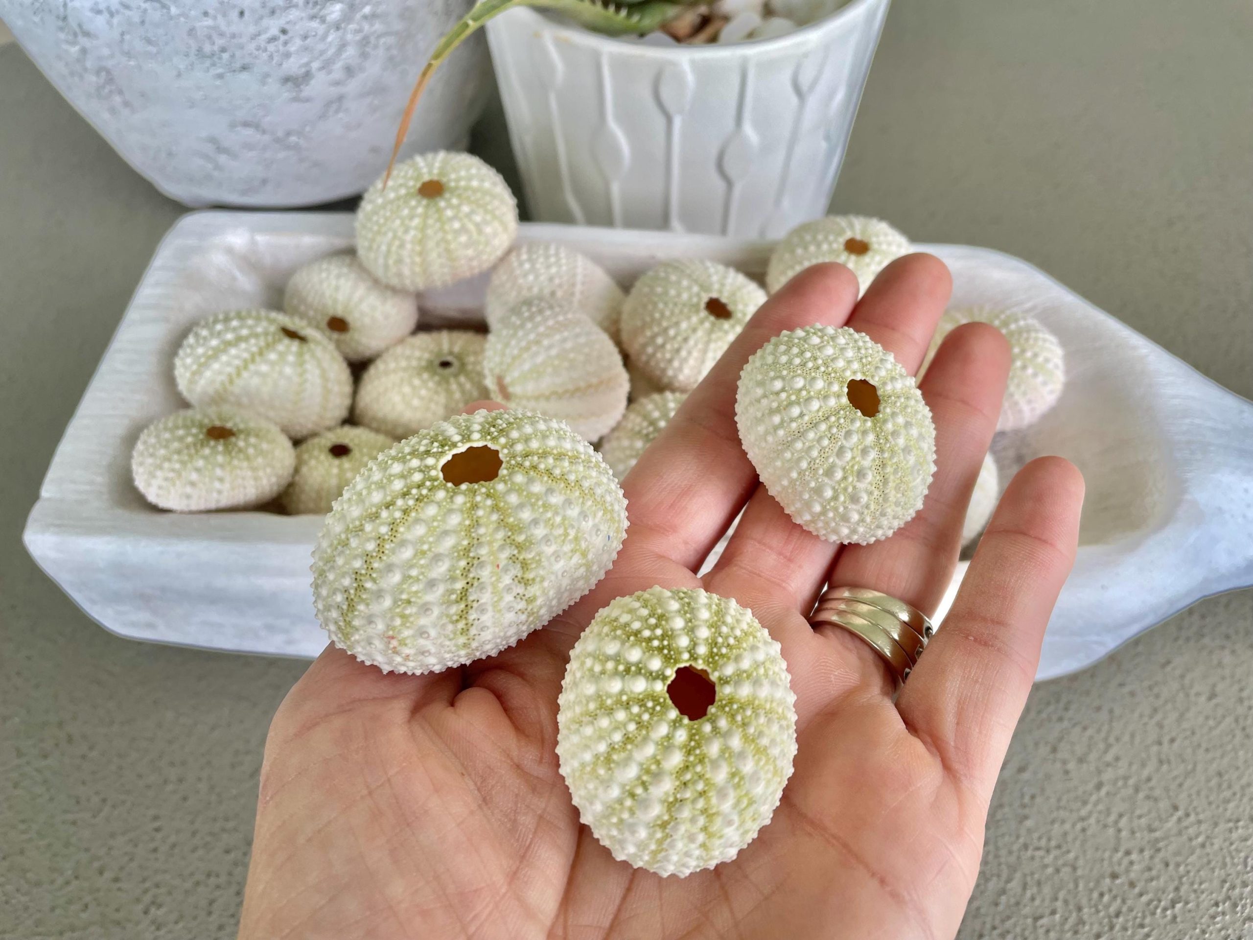 Light Green Sea Urchins (1.5-2.5") Natural Coastal Décor, Air Plant Holders - Image 7
