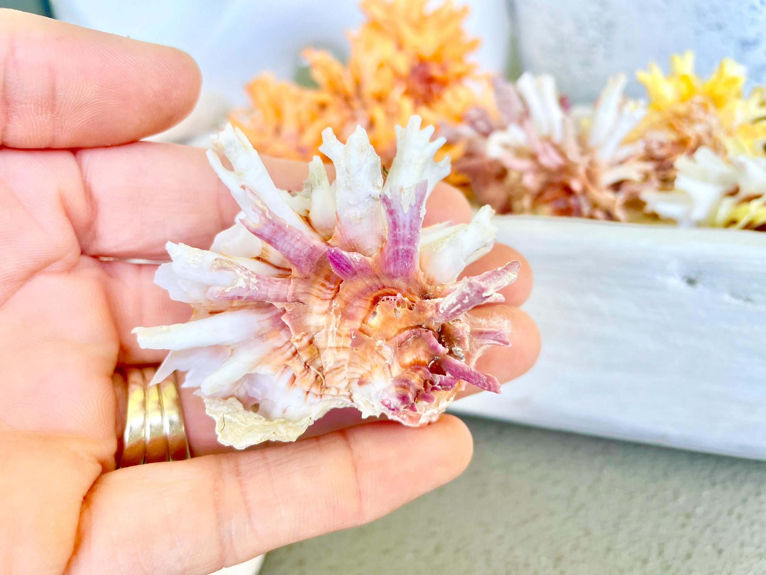 Spiny Jewel Box Seashell: 1-1.5" Orange, Yellow, Pink Coastal Décor - Image 4