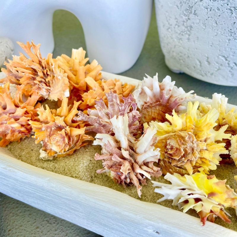 Spiny Jewel Box Seashell: 1-1.5" Orange, Yellow, Pink Coastal Décor