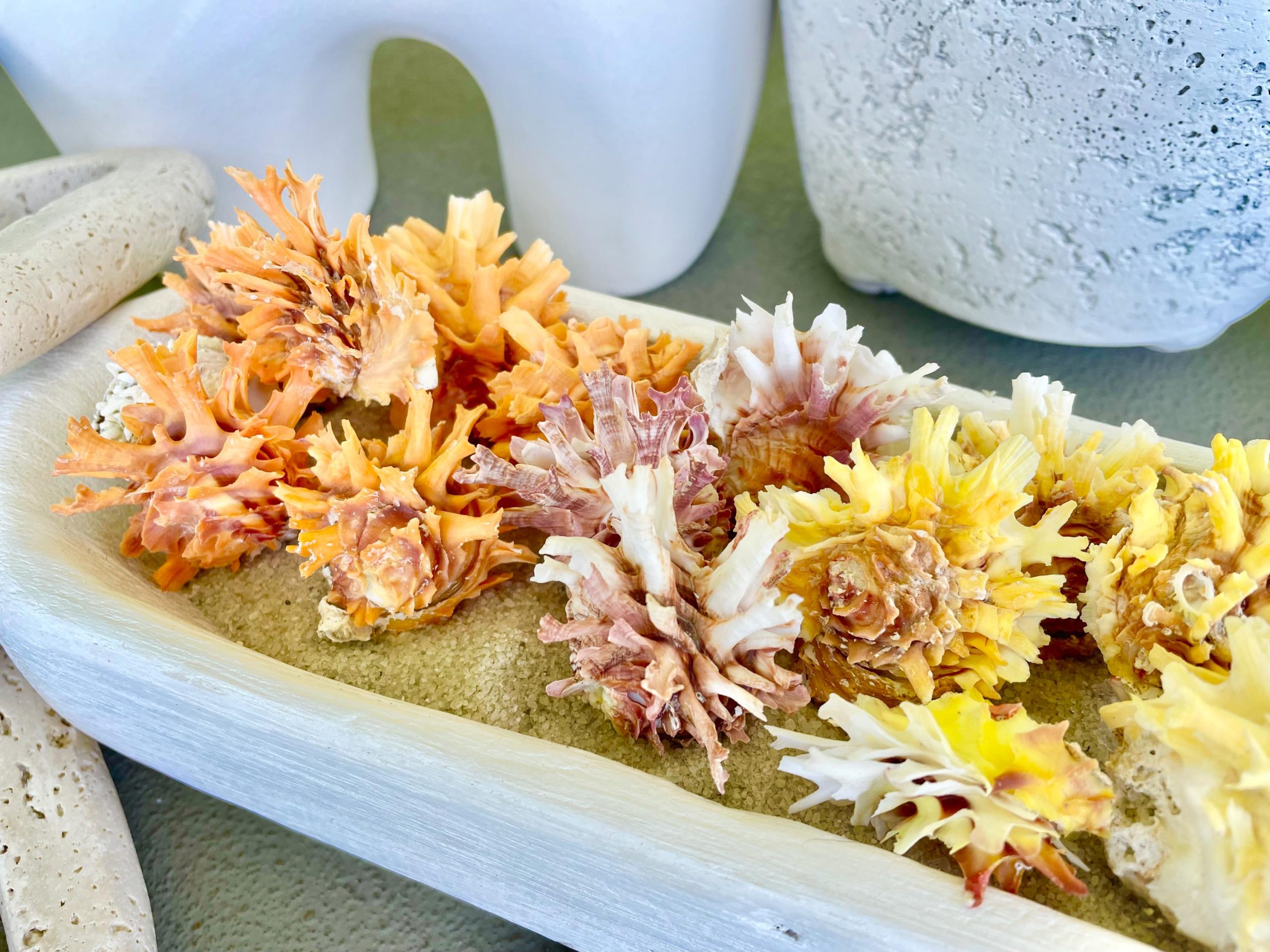 Spiny Jewel Box Seashell: 1-1.5" Orange, Yellow, Pink Coastal Décor