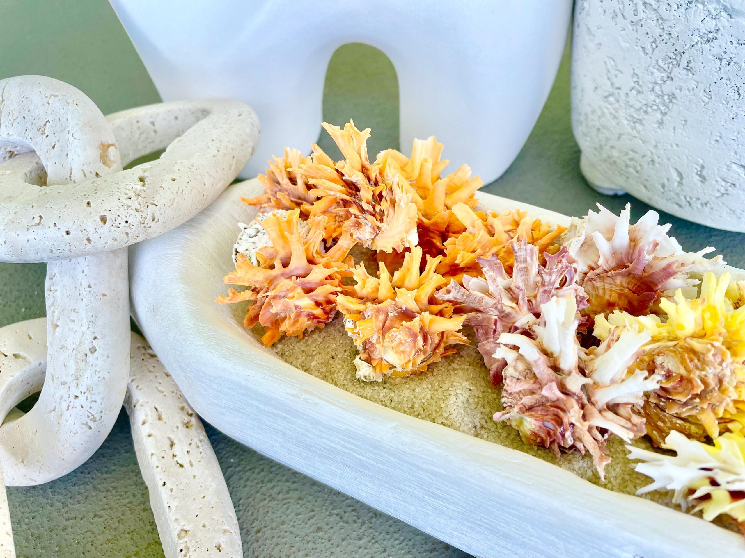 Spiny Jewel Box Seashell: 1-1.5" Orange, Yellow, Pink Coastal Décor - Image 8