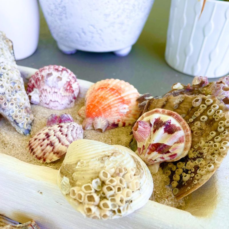 Seashells Covered In Barnacles 1-4" Pieces Coastal Décor Pirate Party Shells