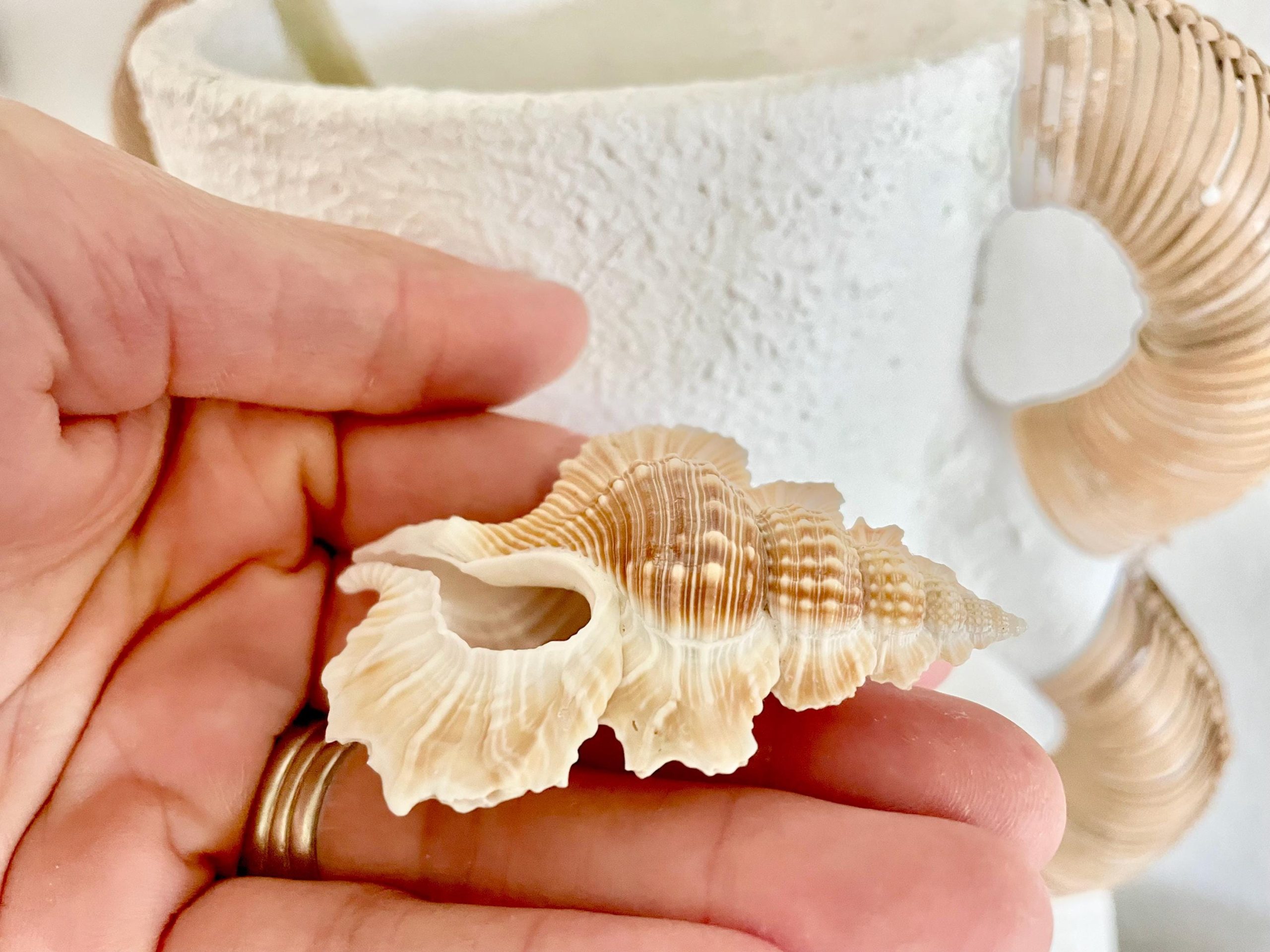 MAPLE LEAF SHELL 1-2" Golden Brown White Small Craft Seashell Coastal Décor - Image 4