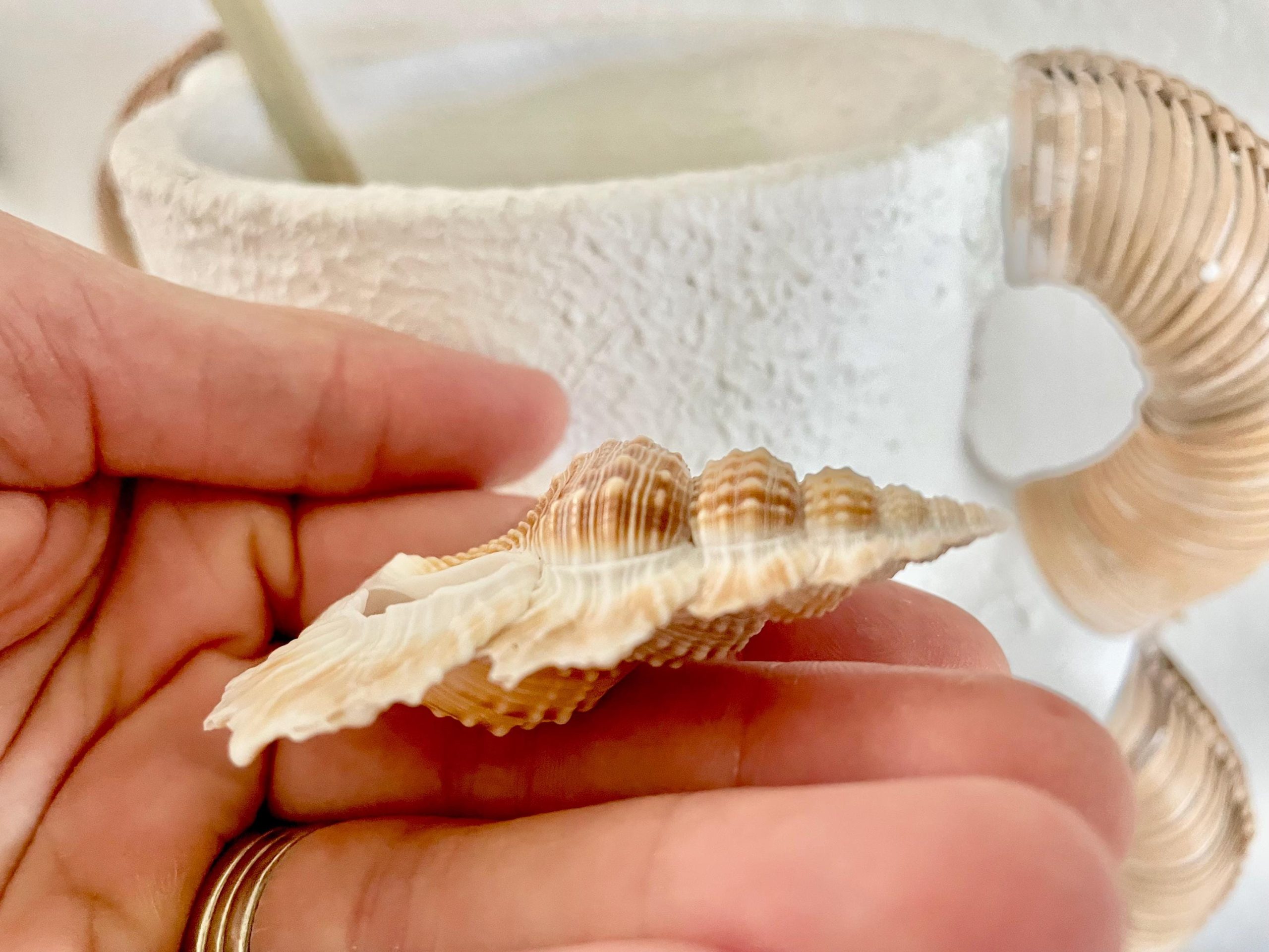 MAPLE LEAF SHELL 1-2" Golden Brown White Small Craft Seashell Coastal Décor - Image 5