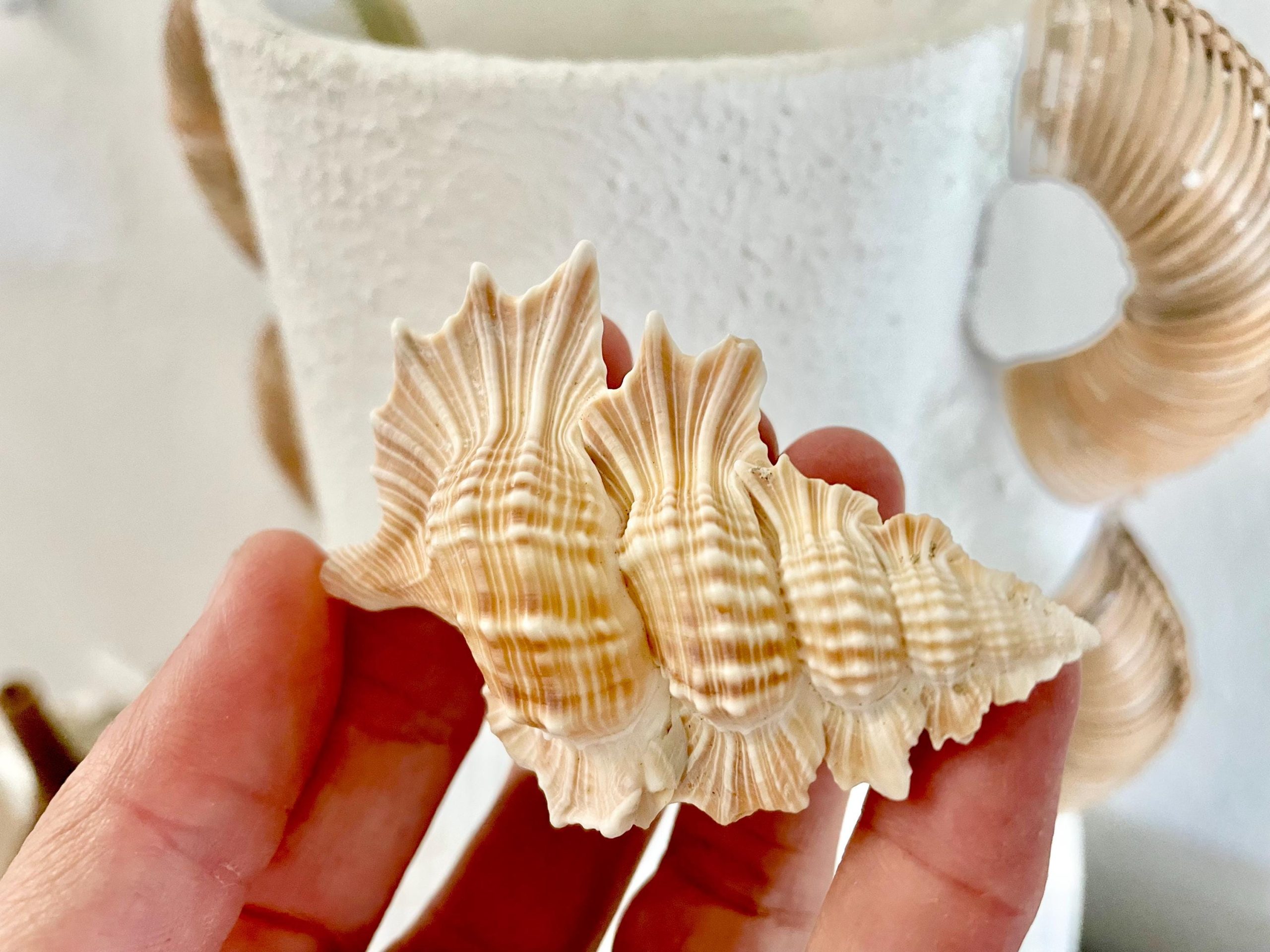 MAPLE LEAF SHELL 1-2" Golden Brown White Small Craft Seashell Coastal Décor - Image 2