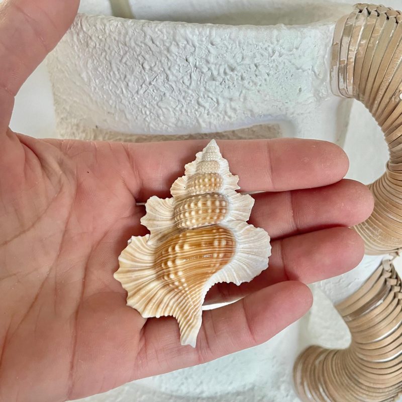 MAPLE LEAF SHELL 1-2" Golden Brown White Small Craft Seashell Coastal Décor