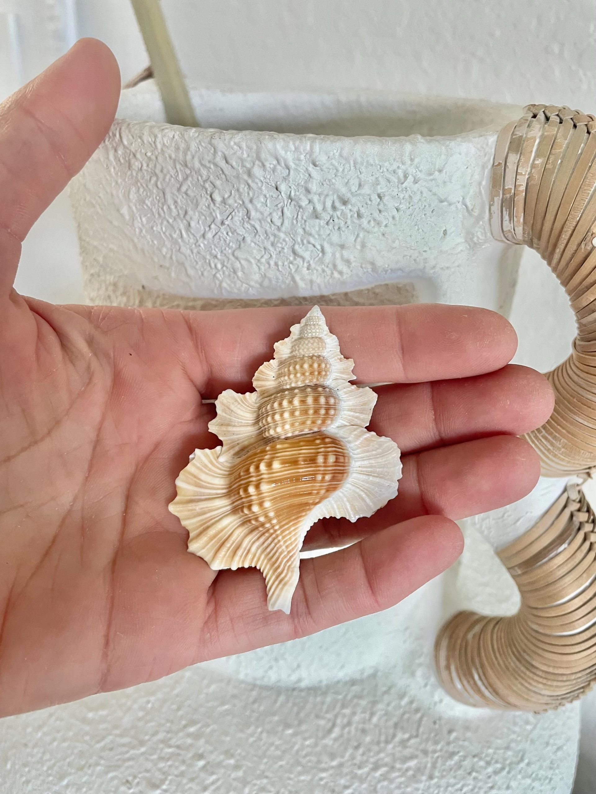 MAPLE LEAF SHELL 1-2" Golden Brown White Small Craft Seashell Coastal Décor