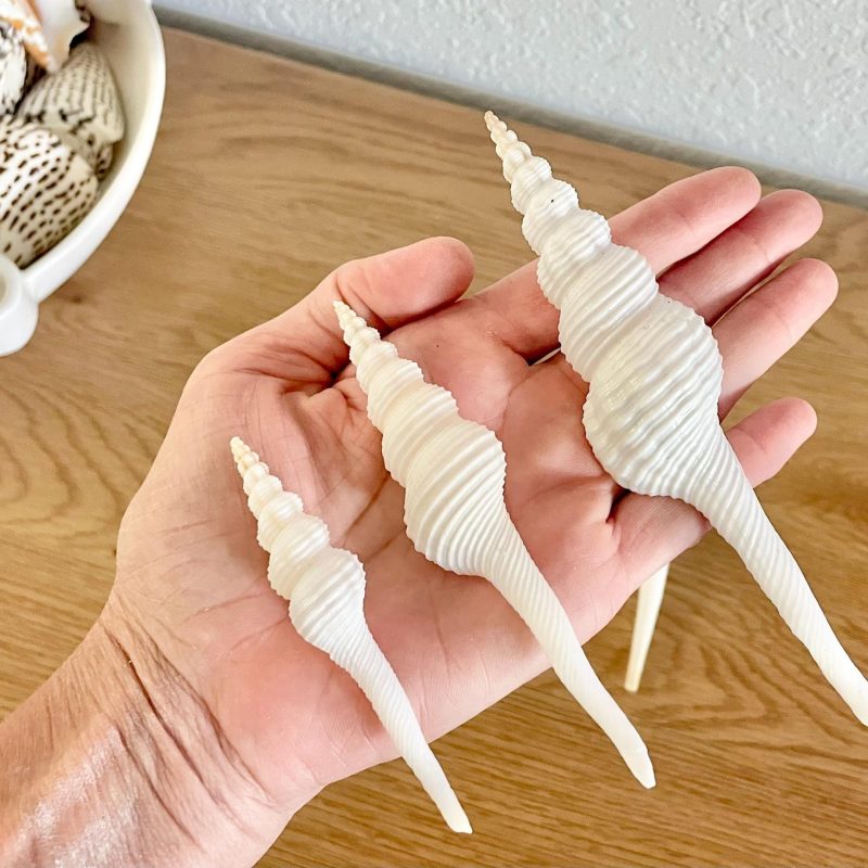 White Spindle Shells 3-7", Natural Fusus Colus, Beach Home Decor