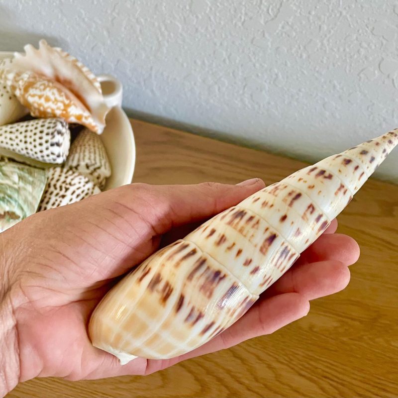 Marlin Spike Auger Shell, 5-7" *You Choose Size* Unique Spike Natural Coastal Décor