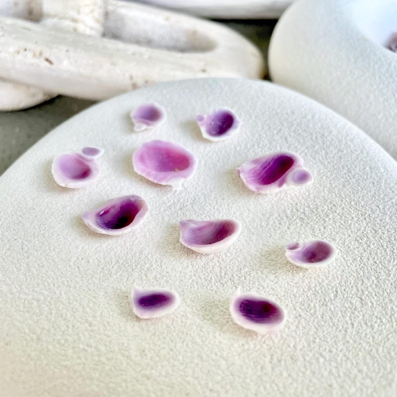 Cebu Beauty Edge Cuts Craft Shells .25-.5" *You Choose Quantity* Purple Violet Seashells