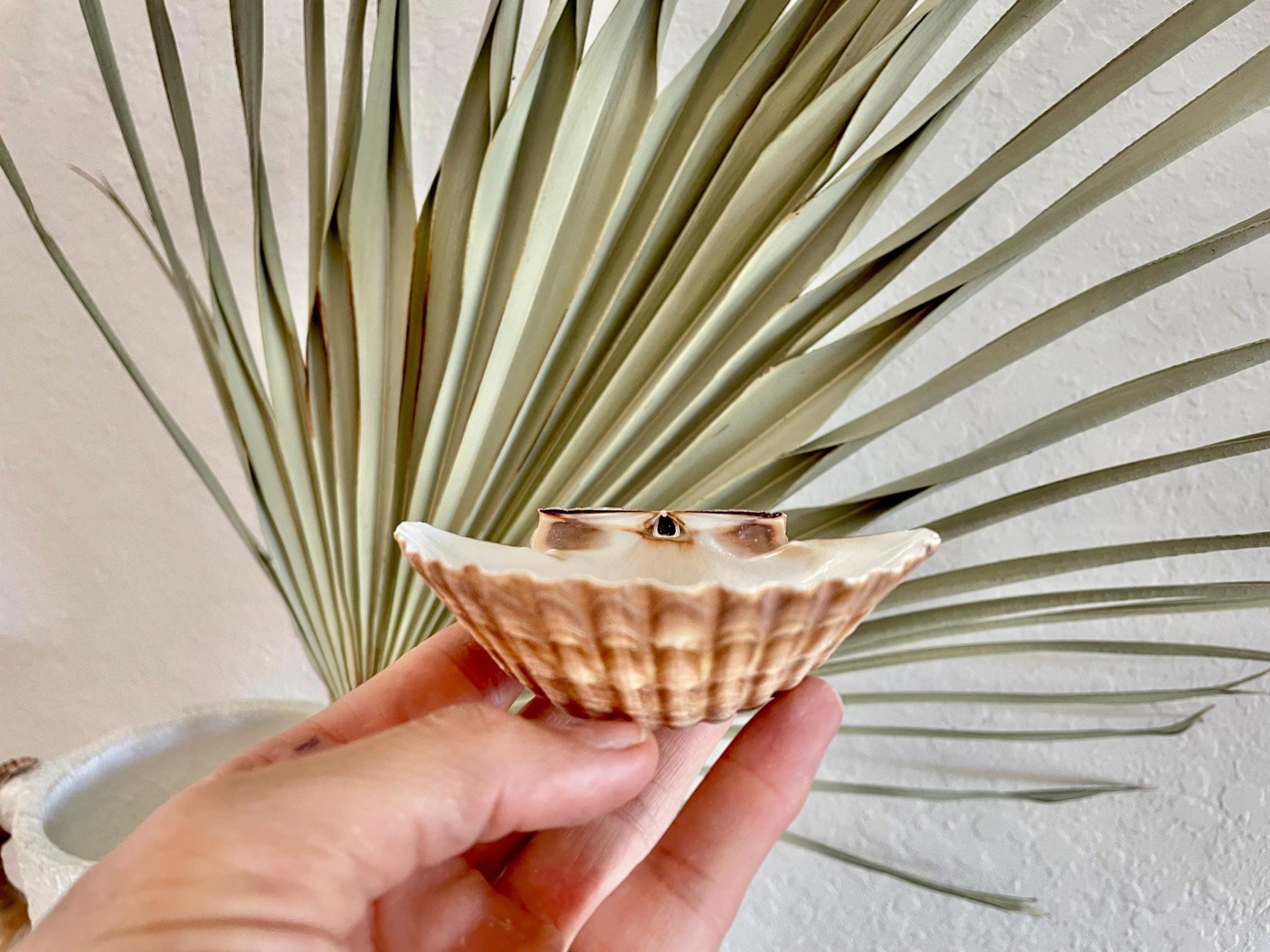 Mexican Scallop Shells: 3-3.5" Yellow Brown Beach Craft Candle Seashells - Image 2