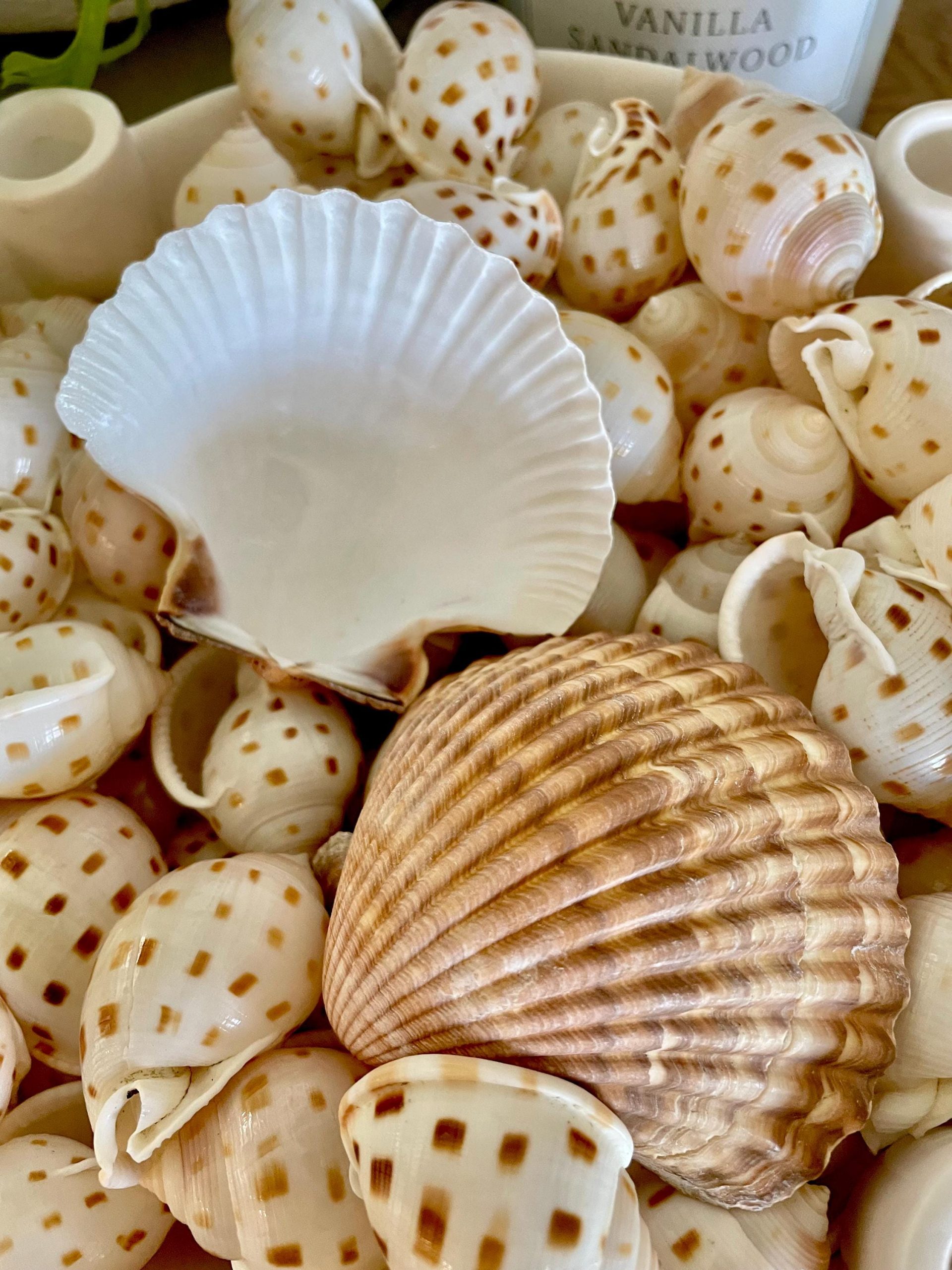 Mexican Scallop Shells: 3-3.5" Yellow Brown Beach Craft Candle Seashells - Image 7