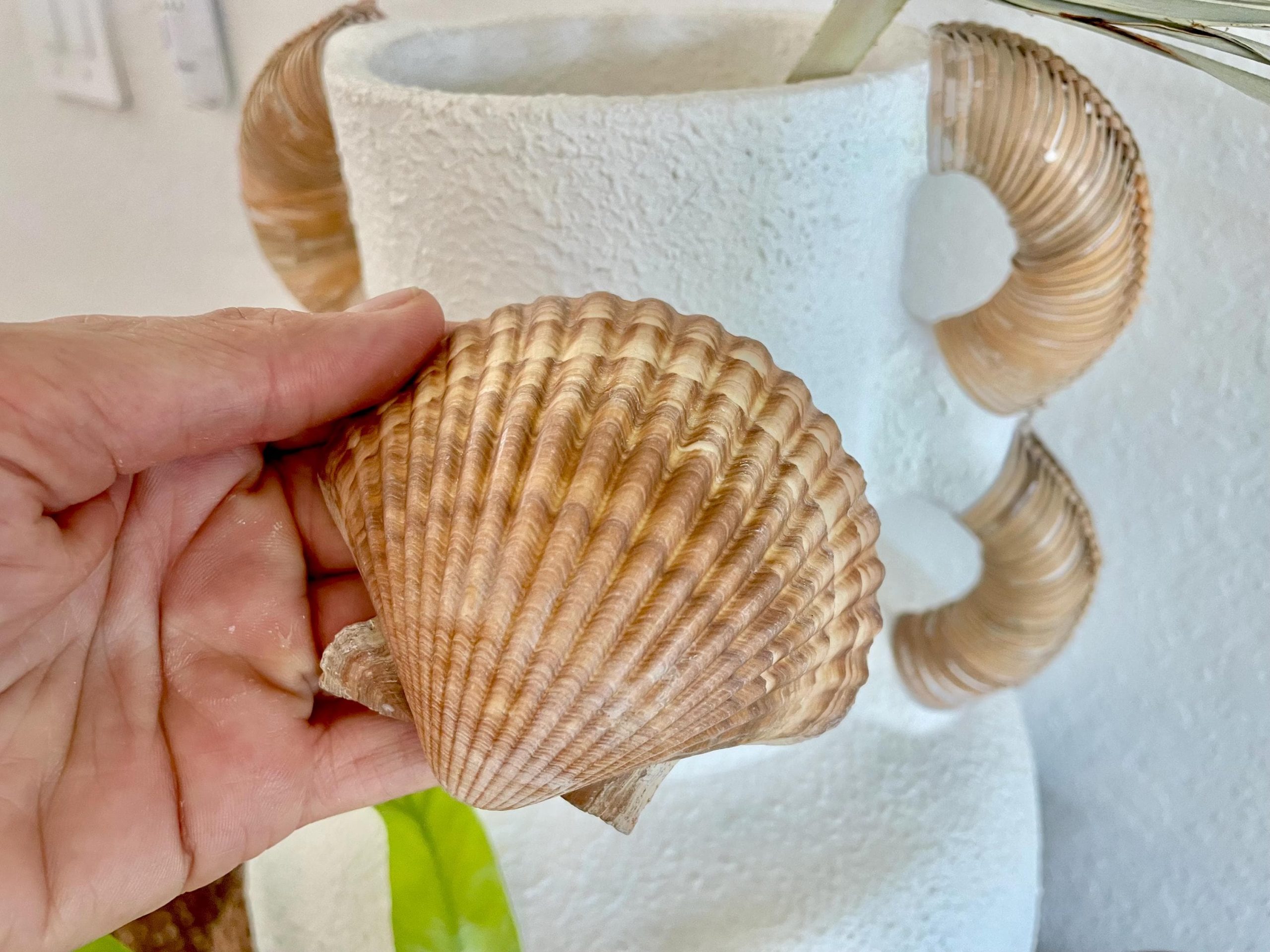 Mexican Scallop Shells: 3-3.5" Yellow Brown Beach Craft Candle Seashells