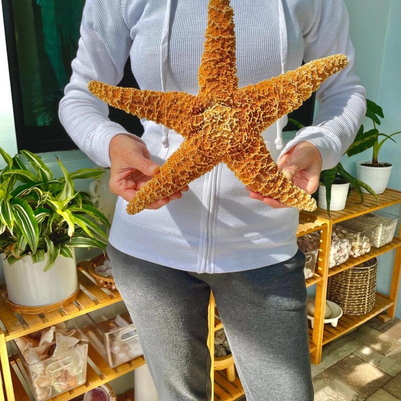 Natural Sugar Starfish: 1-13” *You Choose Size* Coastal Décor, Beach Wedding Crafts