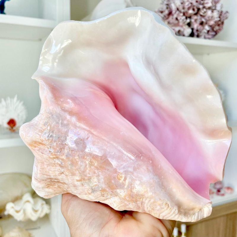 Bahama Pink Queen Conch Horn Shell 6-9", Upcycled Coastal Décor