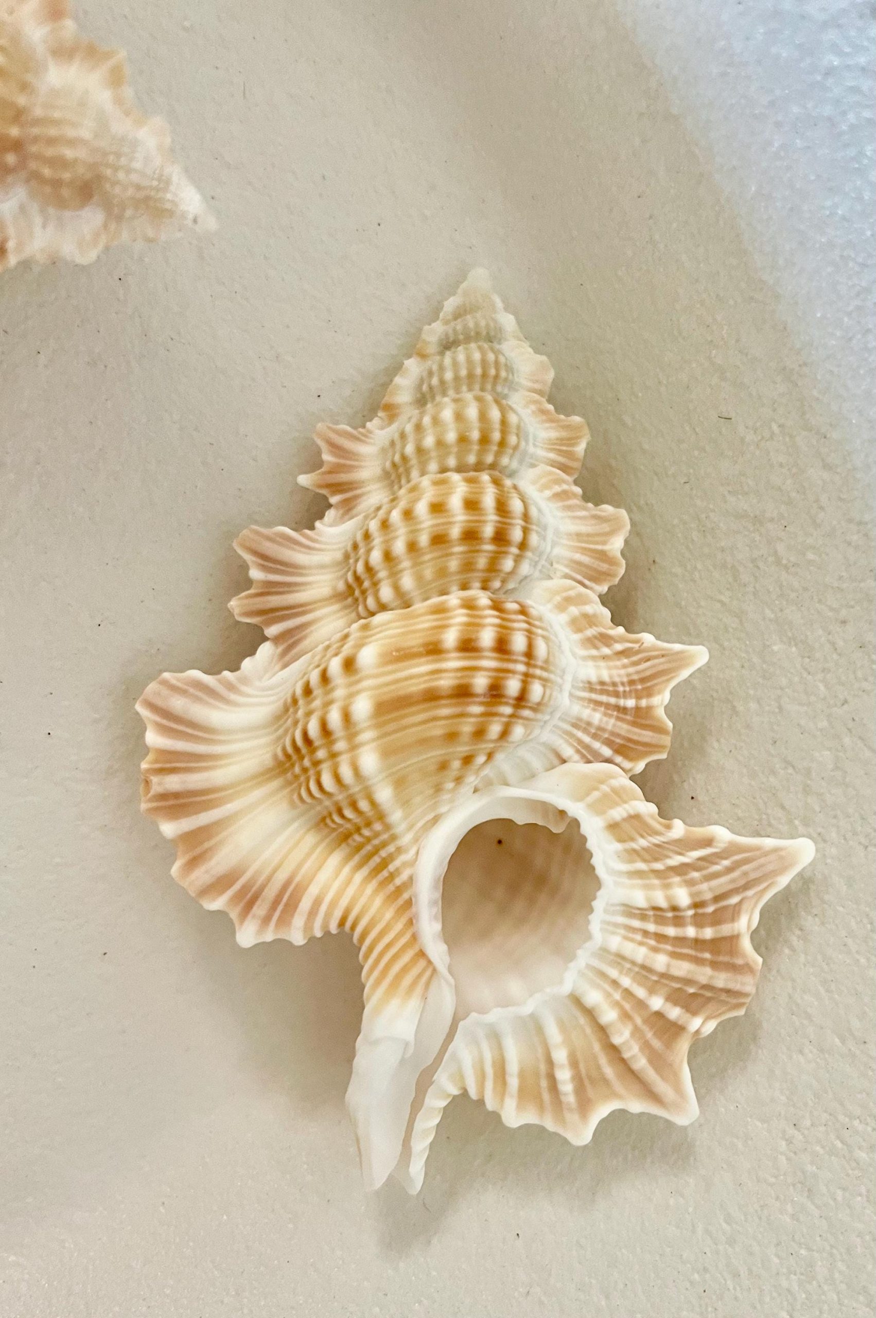 MAPLE LEAF SHELL 1-2" Golden Brown White Small Craft Seashell Coastal Décor - Image 3