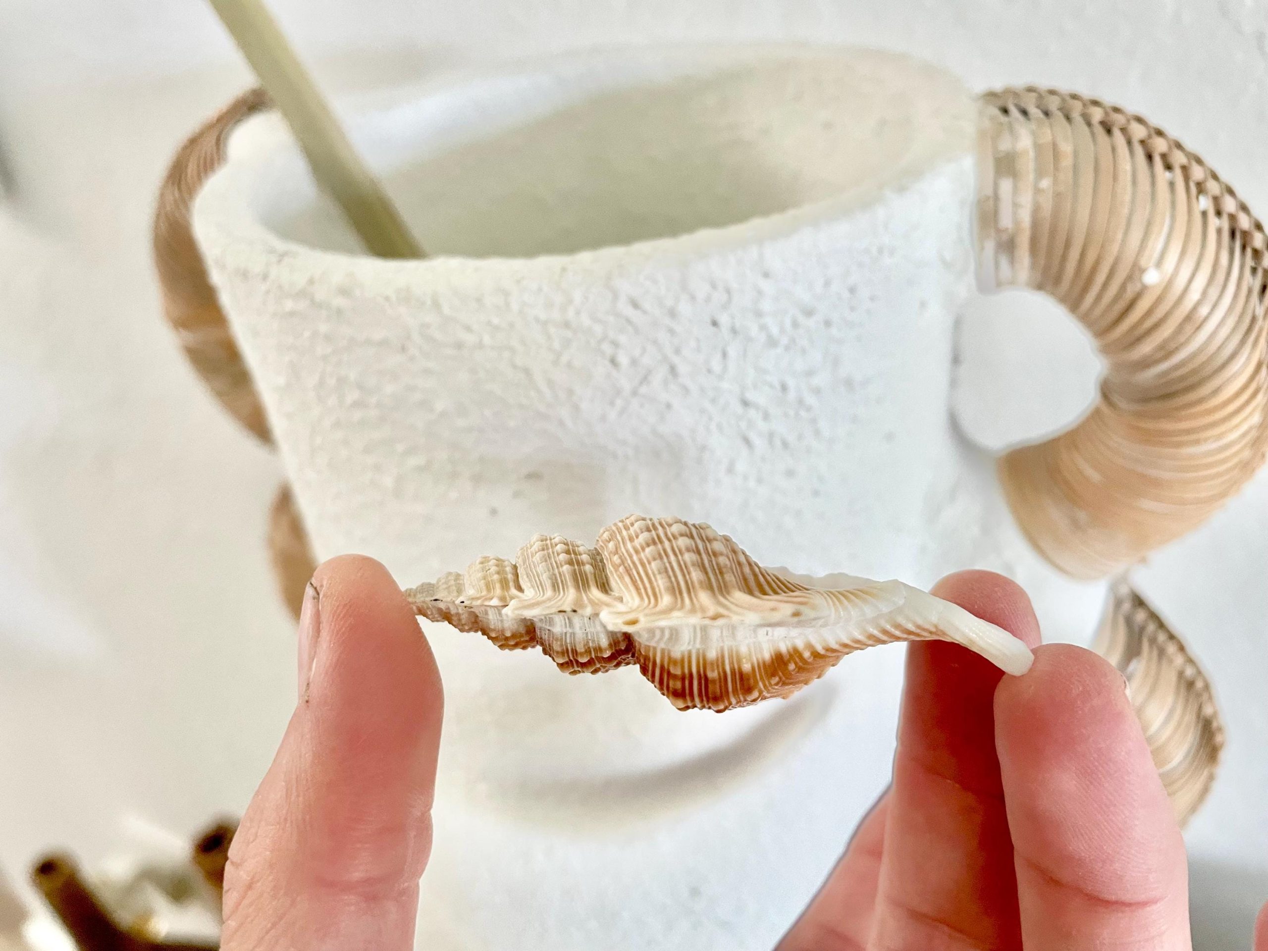 MAPLE LEAF SHELL 1-2" Golden Brown White Small Craft Seashell Coastal Décor - Image 7