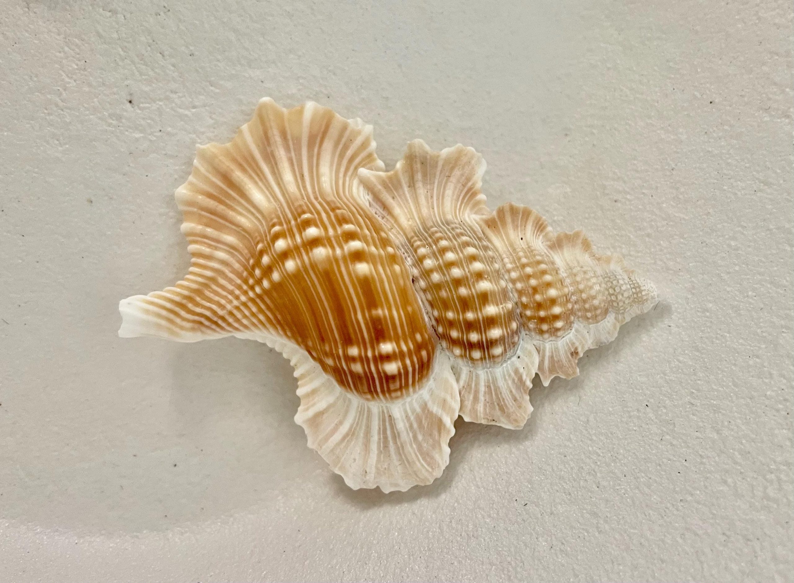 MAPLE LEAF SHELL 1-2" Golden Brown White Small Craft Seashell Coastal Décor - Image 10