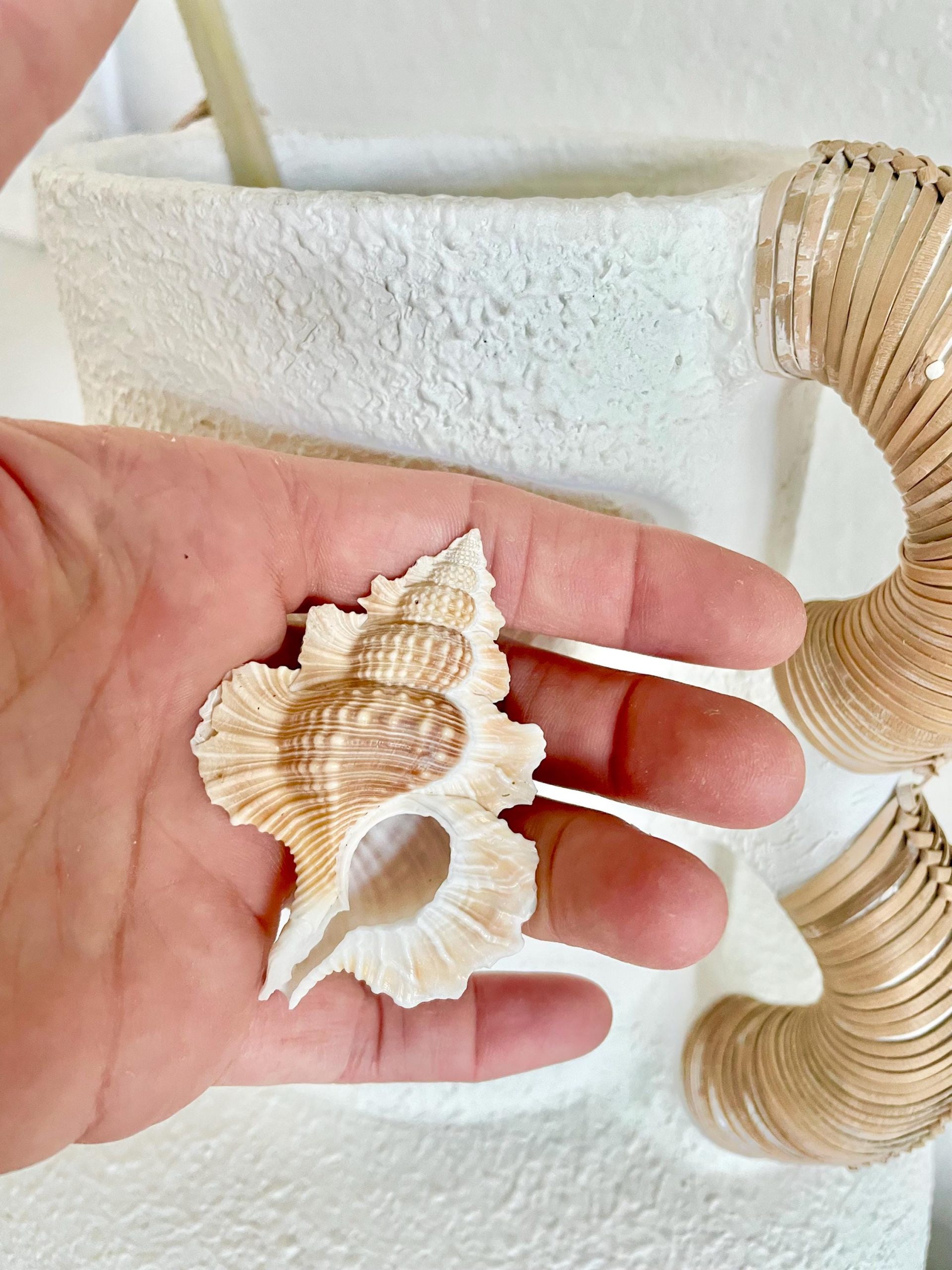 MAPLE LEAF SHELL 1-2" Golden Brown White Small Craft Seashell Coastal Décor - Image 9