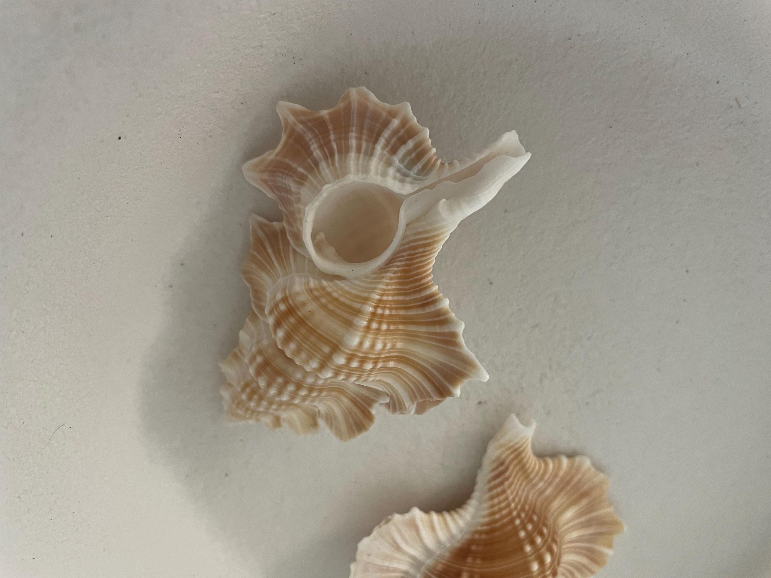 MAPLE LEAF SHELL 1-2" Golden Brown White Small Craft Seashell Coastal Décor - Image 8