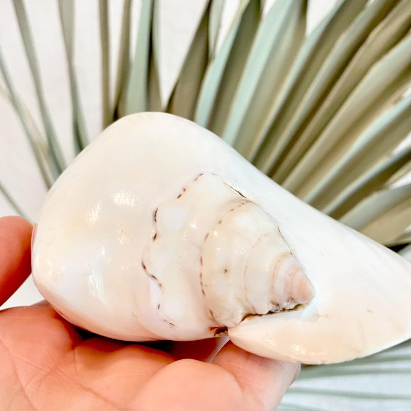 POLISHED WHITE LAMBIS Shells 4-5" High Shine Natural Seashell