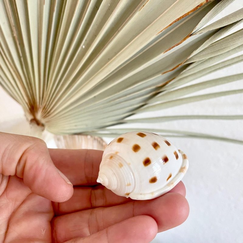 Scotch Bonnet Shells* You Choose Quantity* 1.5-2" White Brown Small Craft Seashells