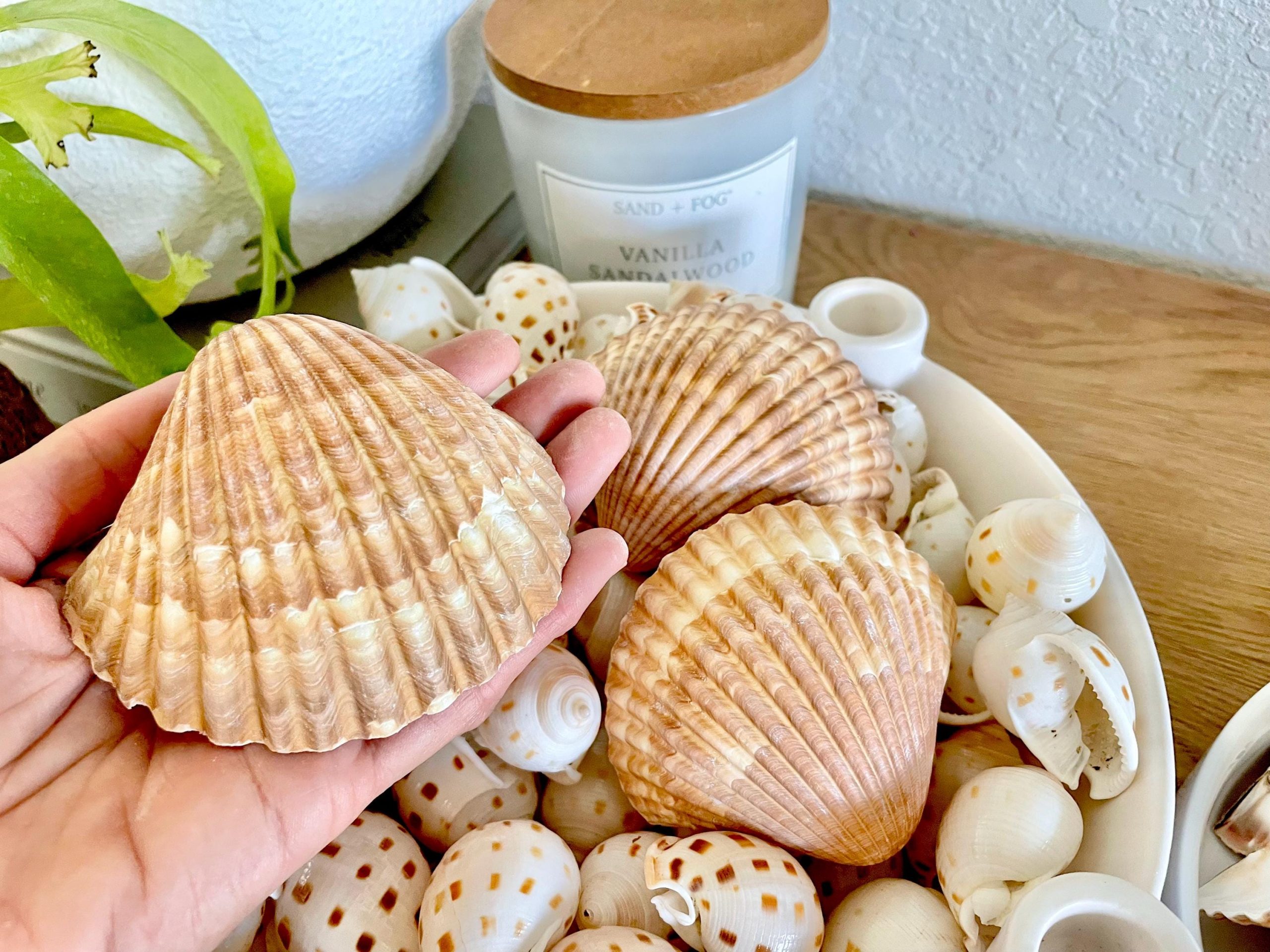 Mexican Scallop Shells: 3-3.5" Yellow Brown Beach Craft Candle Seashells - Image 3