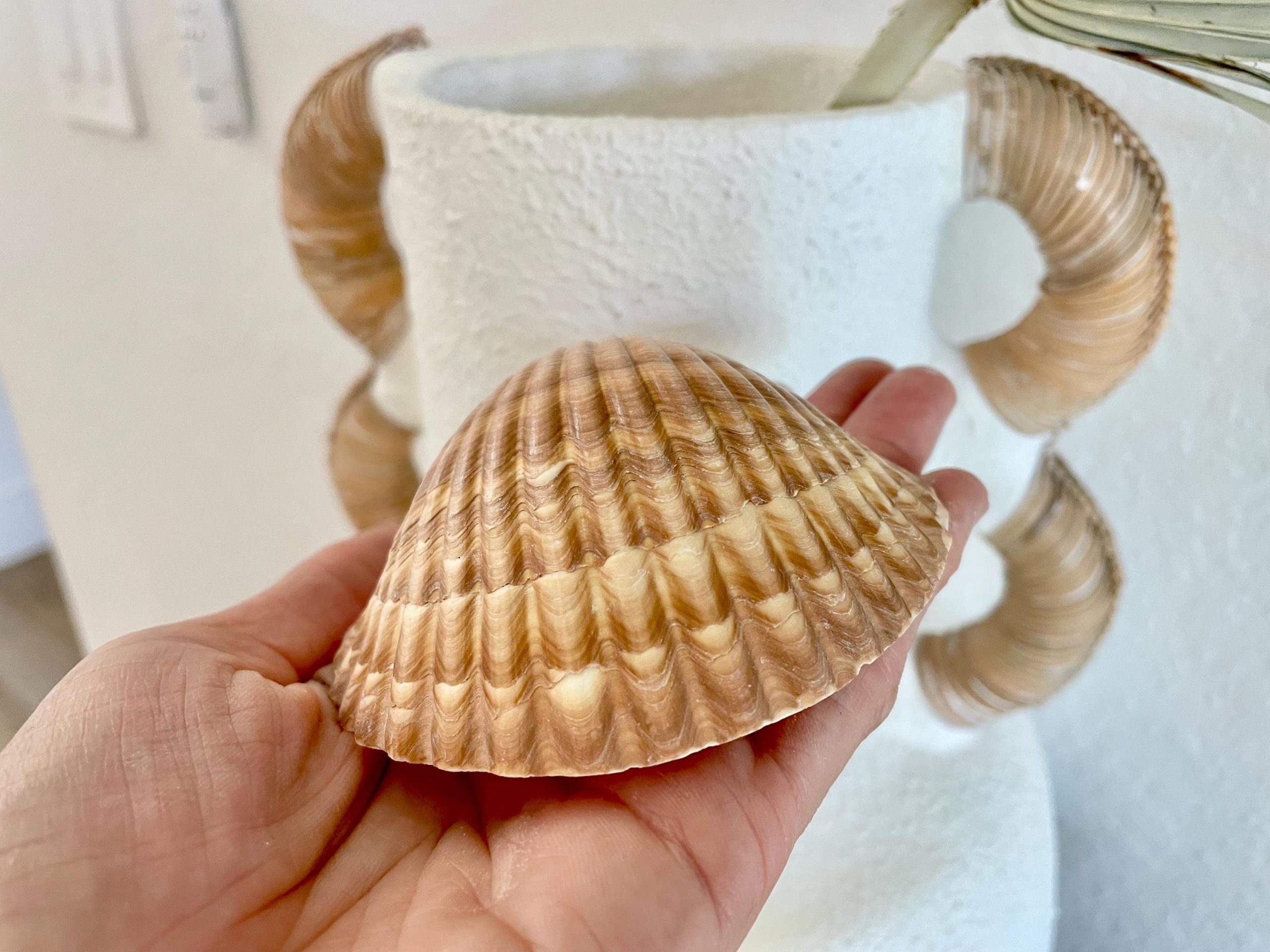 Mexican Scallop Shells: 3-3.5" Yellow Brown Beach Craft Candle Seashells - Image 6