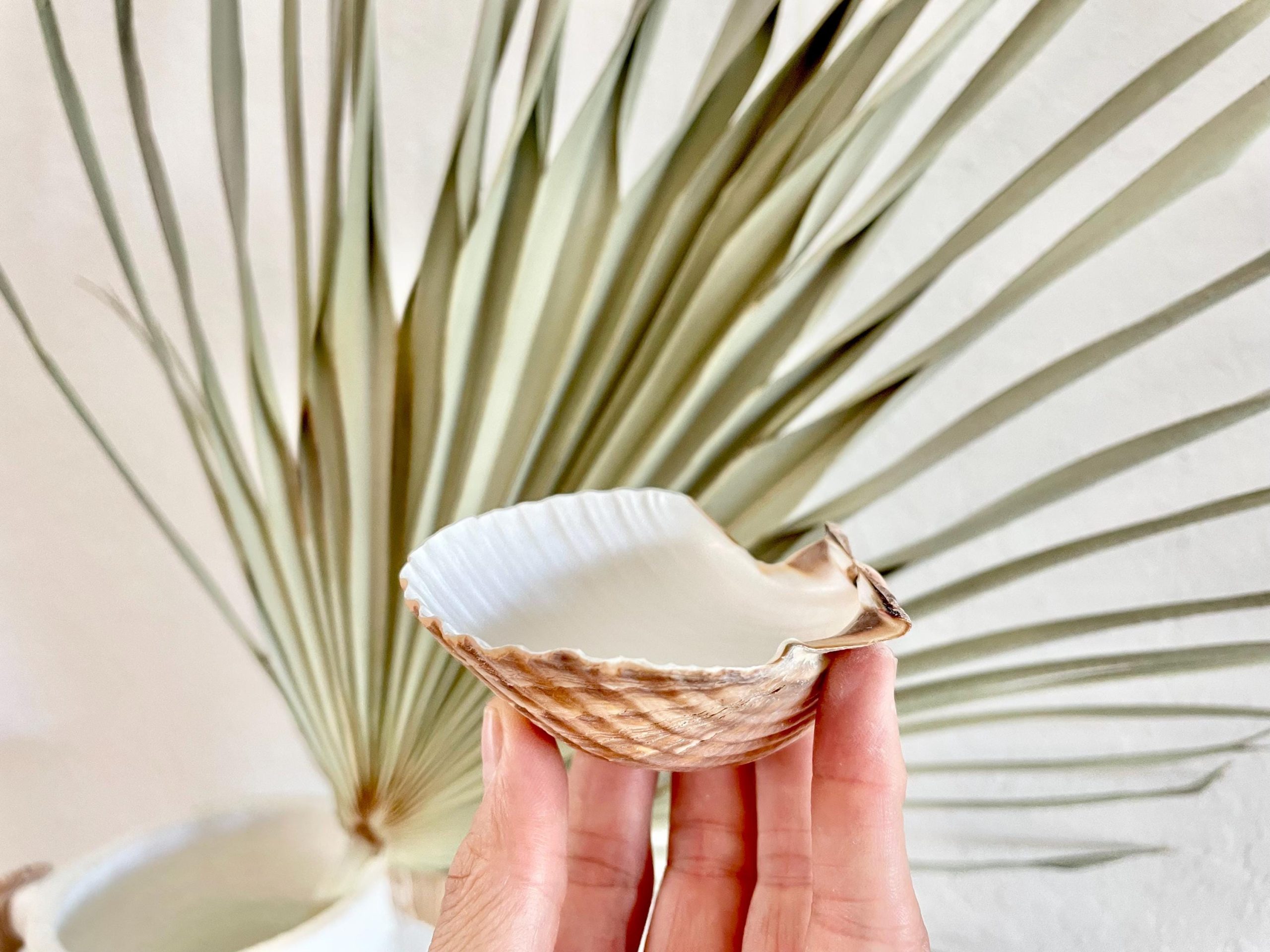 Mexican Scallop Shells: 3-3.5" Yellow Brown Beach Craft Candle Seashells - Image 5