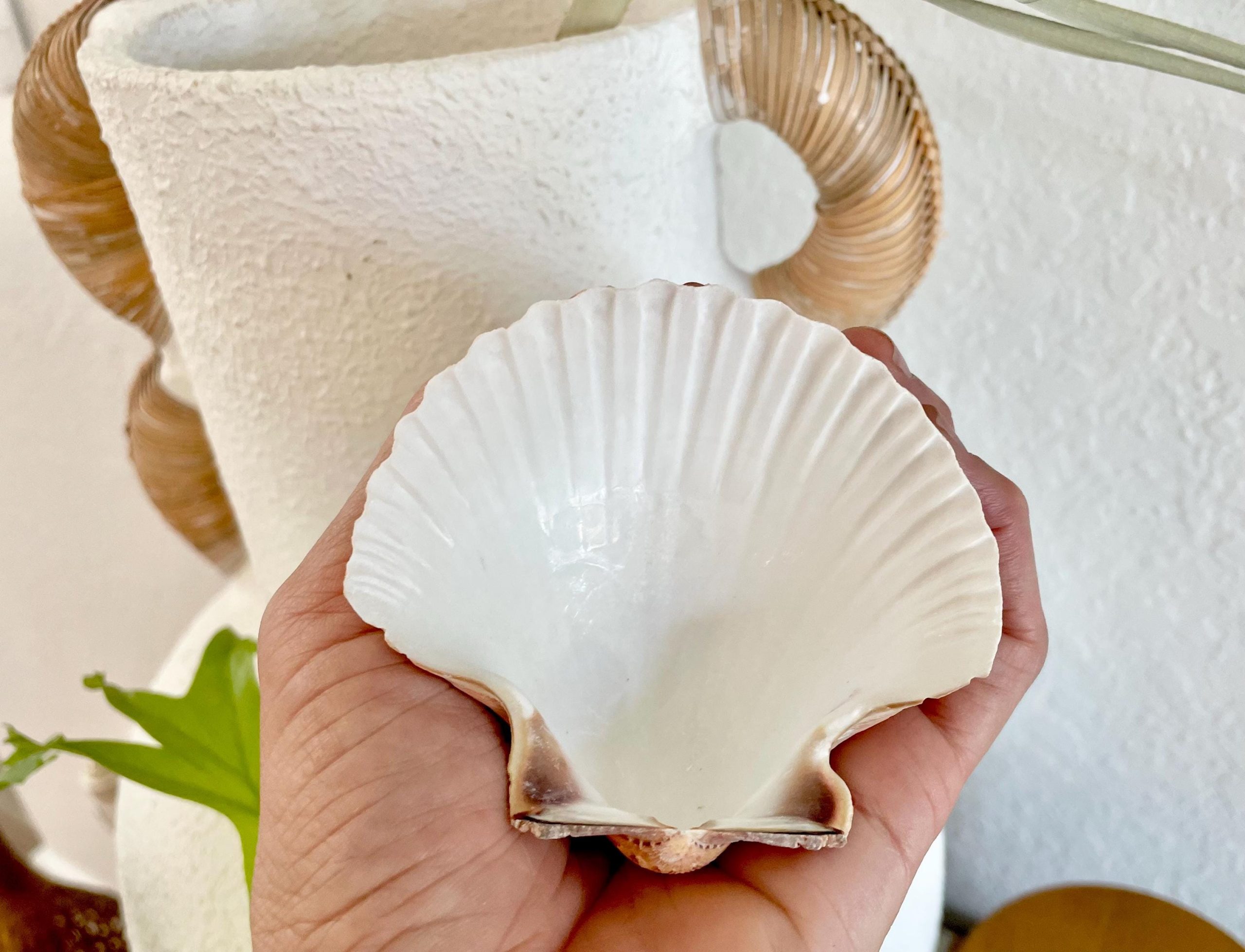 Mexican Scallop Shells: 3-3.5" Yellow Brown Beach Craft Candle Seashells - Image 8