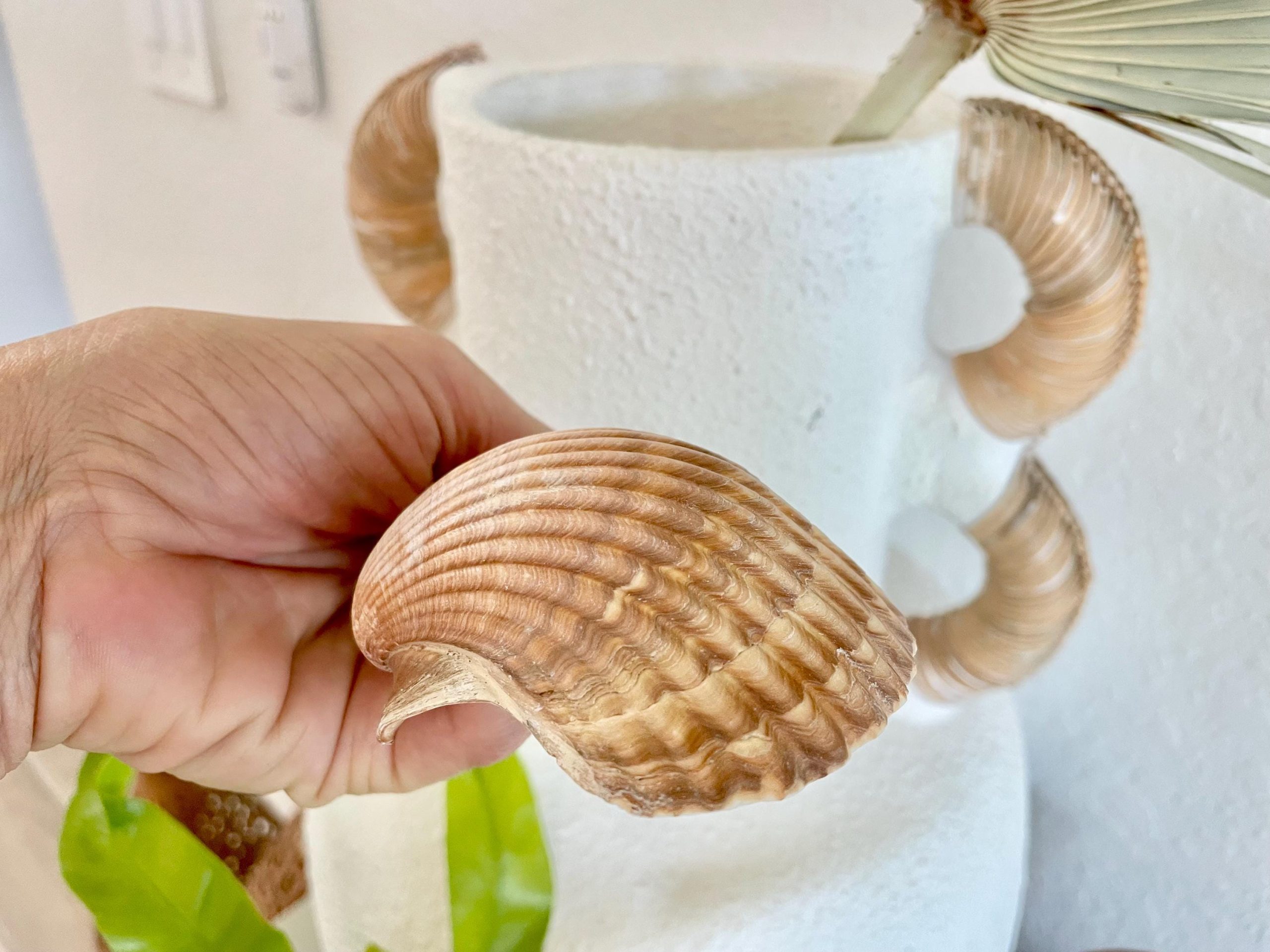 Mexican Scallop Shells: 3-3.5" Yellow Brown Beach Craft Candle Seashells - Image 9