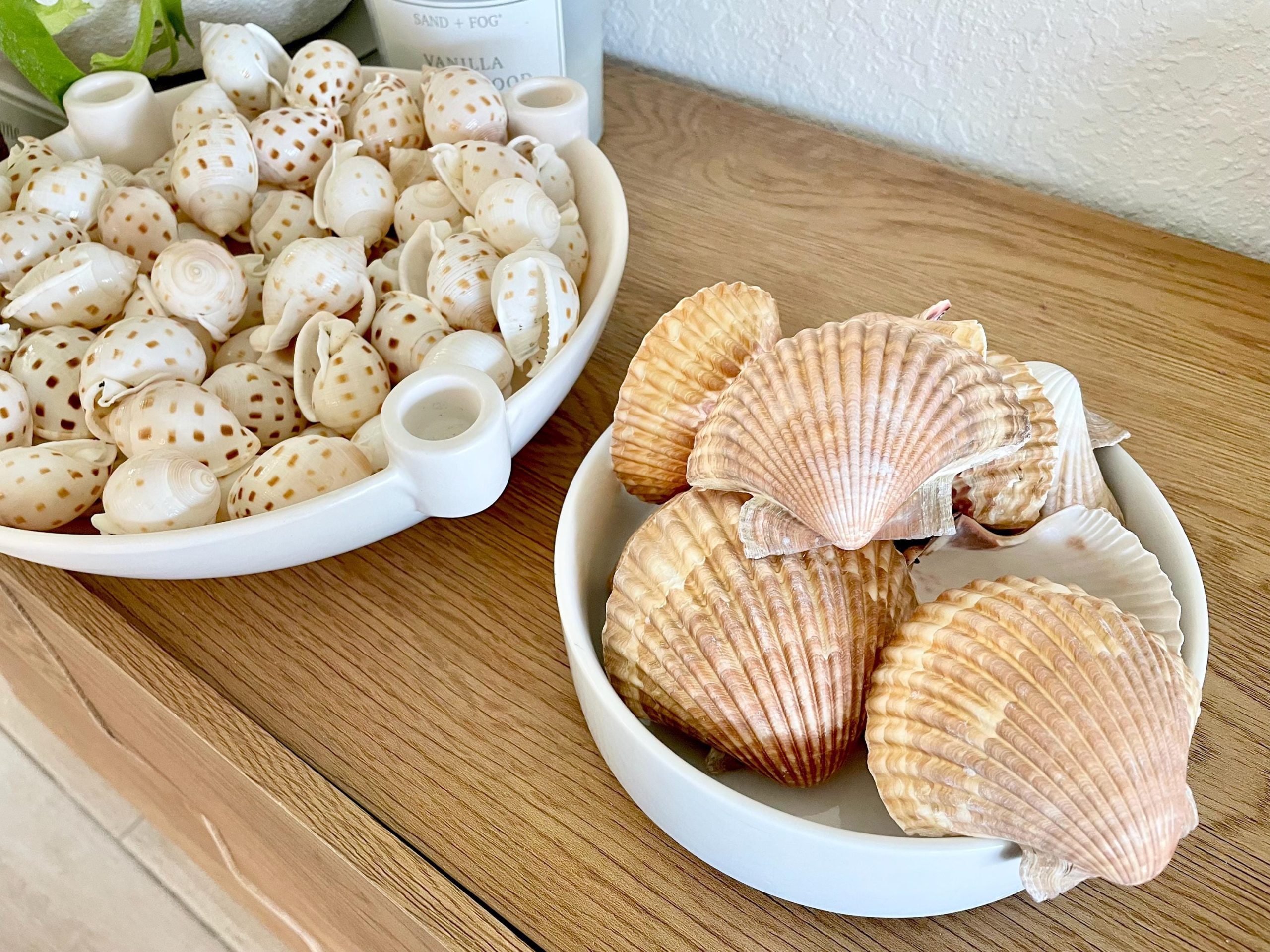 Mexican Scallop Shells: 3-3.5" Yellow Brown Beach Craft Candle Seashells - Image 10