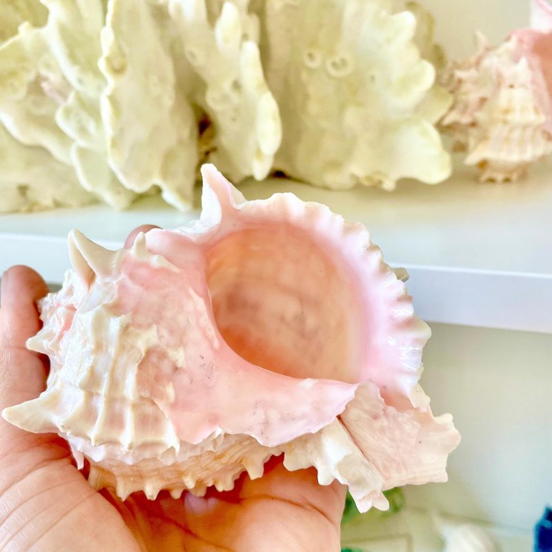 PINK MUREX CONCH Shell 4-5" Display Seashell Coastal Beach Home Décor