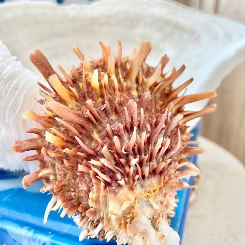 PACIFIC SPINY OYSTER Shells *All Sizes* Dark Orange Display Seashell