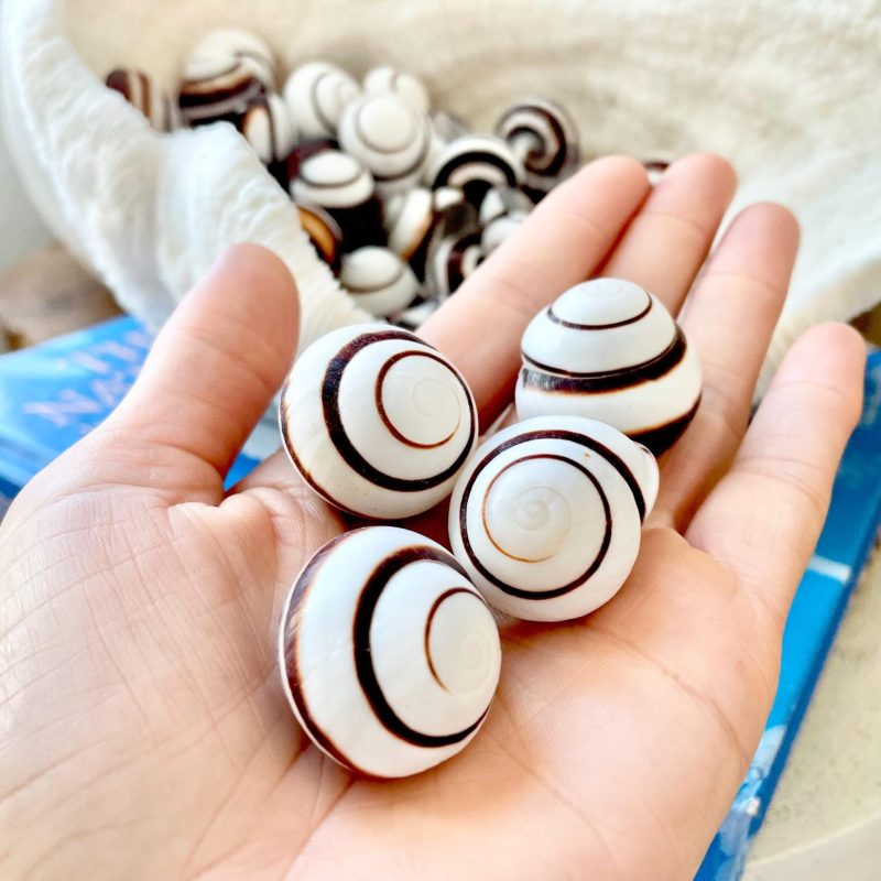 Striped Land Snail Shells, 1.25" Craft Seashells