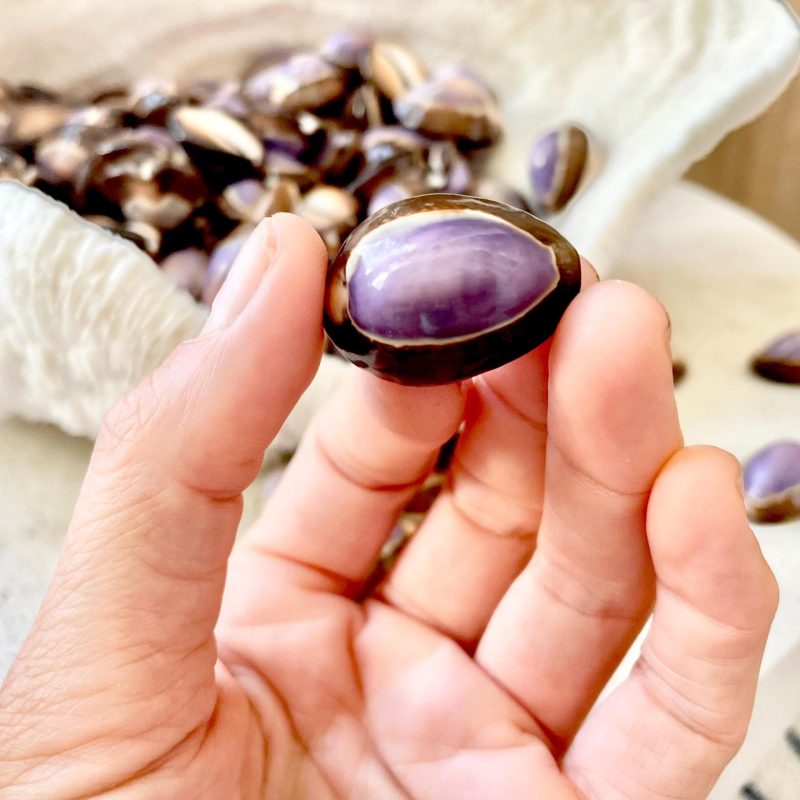 SNAKEHEAD TOP COWRIE Shells *You Choose Quantity* 1-1.25" Purple Brown Small Craft Seashells