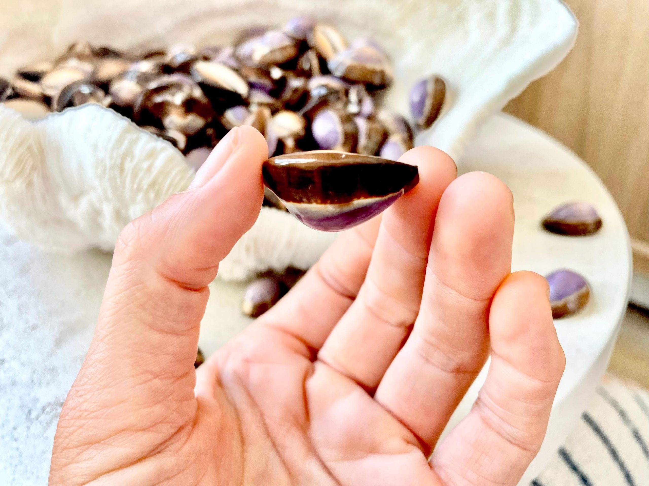 SNAKEHEAD TOP COWRIE Shells *You Choose Quantity* 1-1.25" Purple Brown Small Craft Seashells - Image 3