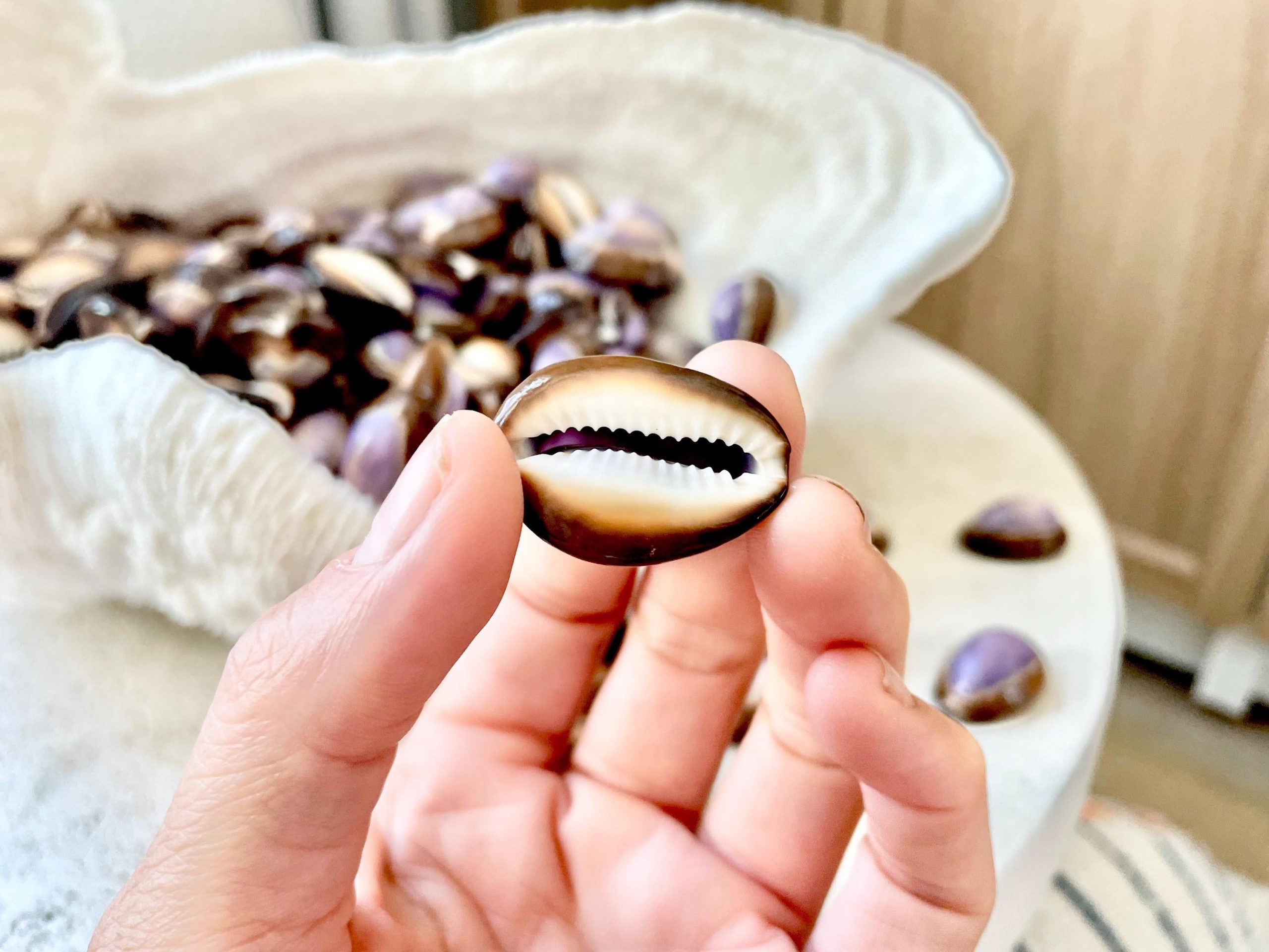 SNAKEHEAD TOP COWRIE Shells *You Choose Quantity* 1-1.25" Purple Brown Small Craft Seashells - Image 4