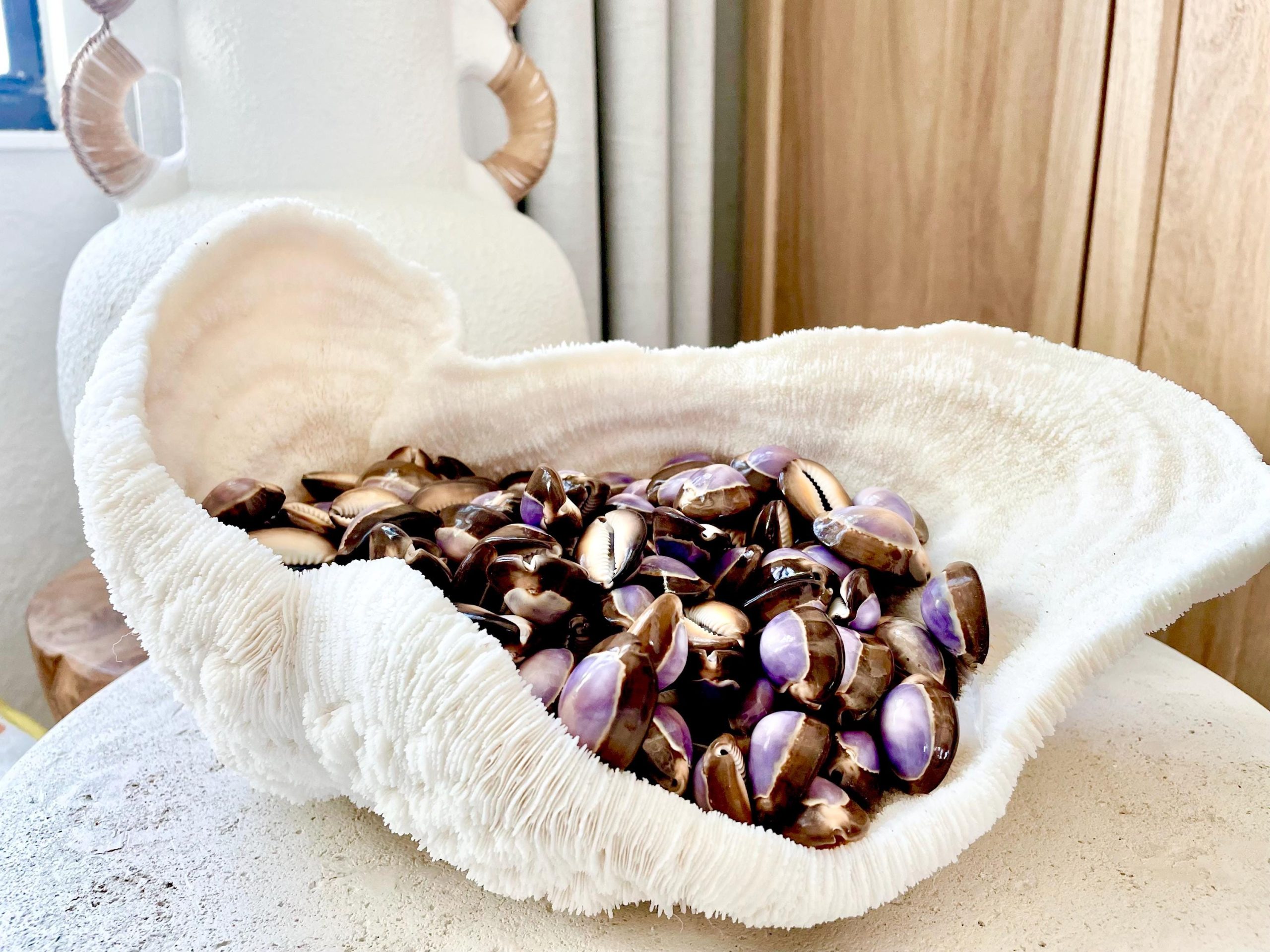 SNAKEHEAD TOP COWRIE Shells *You Choose Quantity* 1-1.25" Purple Brown Small Craft Seashells - Image 2