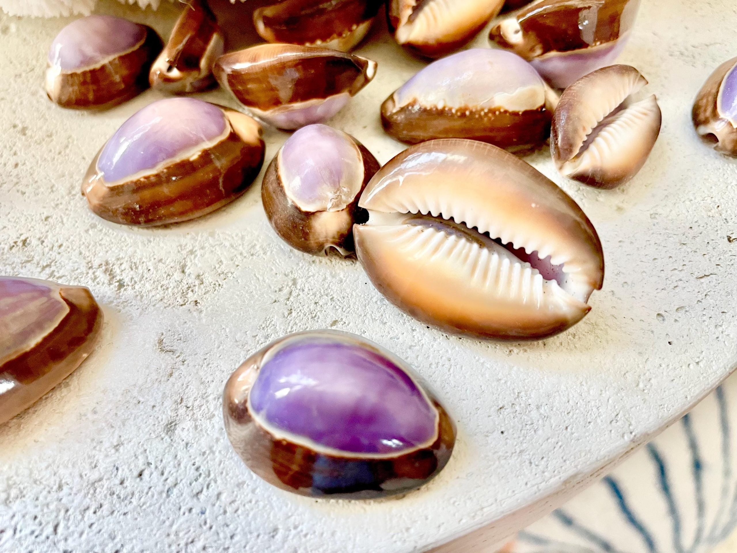 SNAKEHEAD TOP COWRIE Shells *You Choose Quantity* 1-1.25" Purple Brown Small Craft Seashells - Image 7