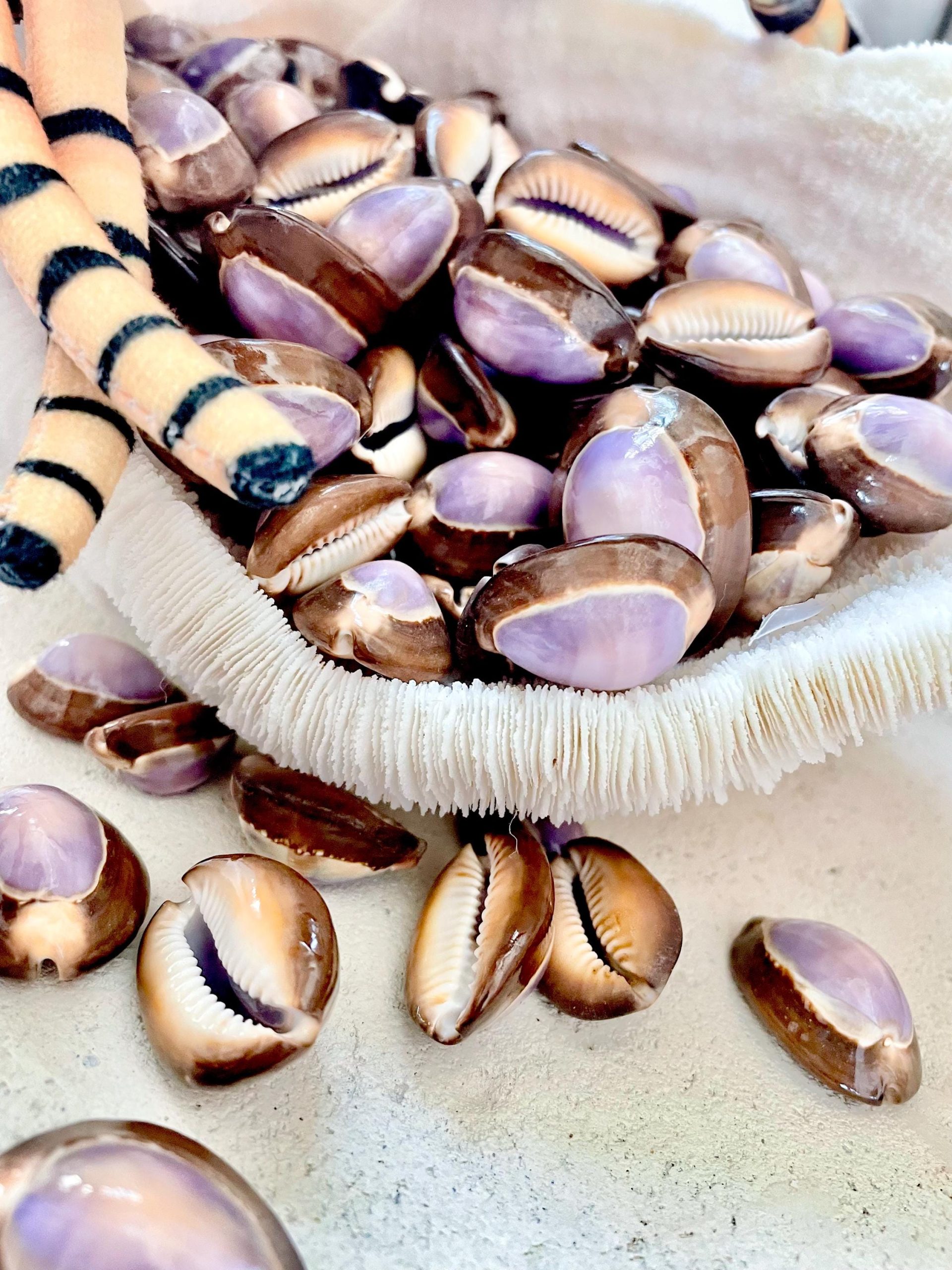 SNAKEHEAD TOP COWRIE Shells *You Choose Quantity* 1-1.25" Purple Brown Small Craft Seashells - Image 9