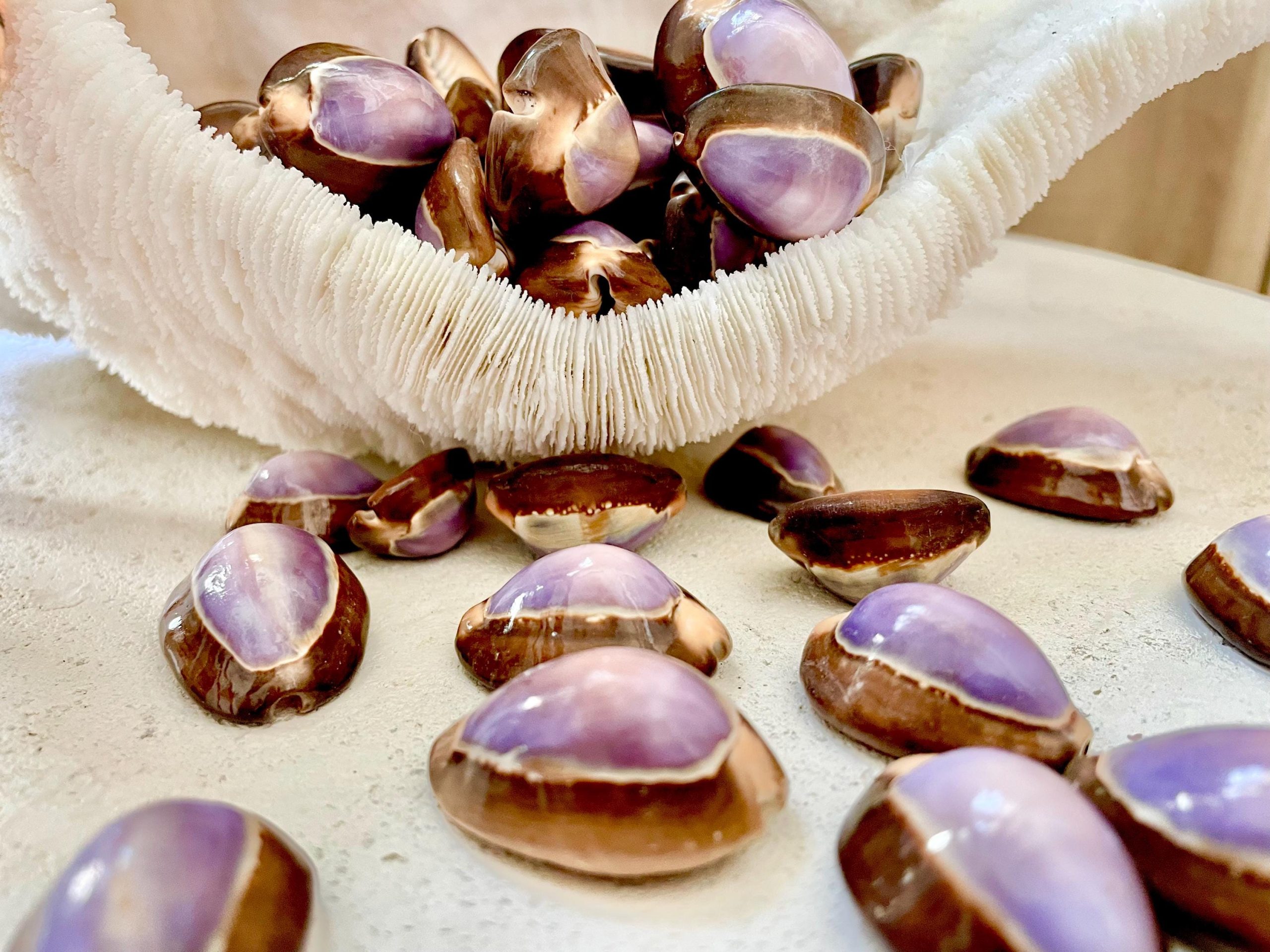 SNAKEHEAD TOP COWRIE Shells *You Choose Quantity* 1-1.25" Purple Brown Small Craft Seashells - Image 10