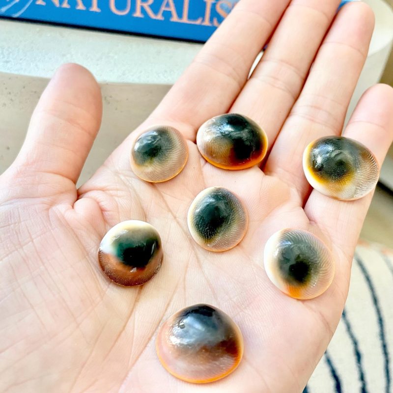 RED CAT EYE Operculum Shells .5-1" *You Choose Quantity* Small Craft Seashells